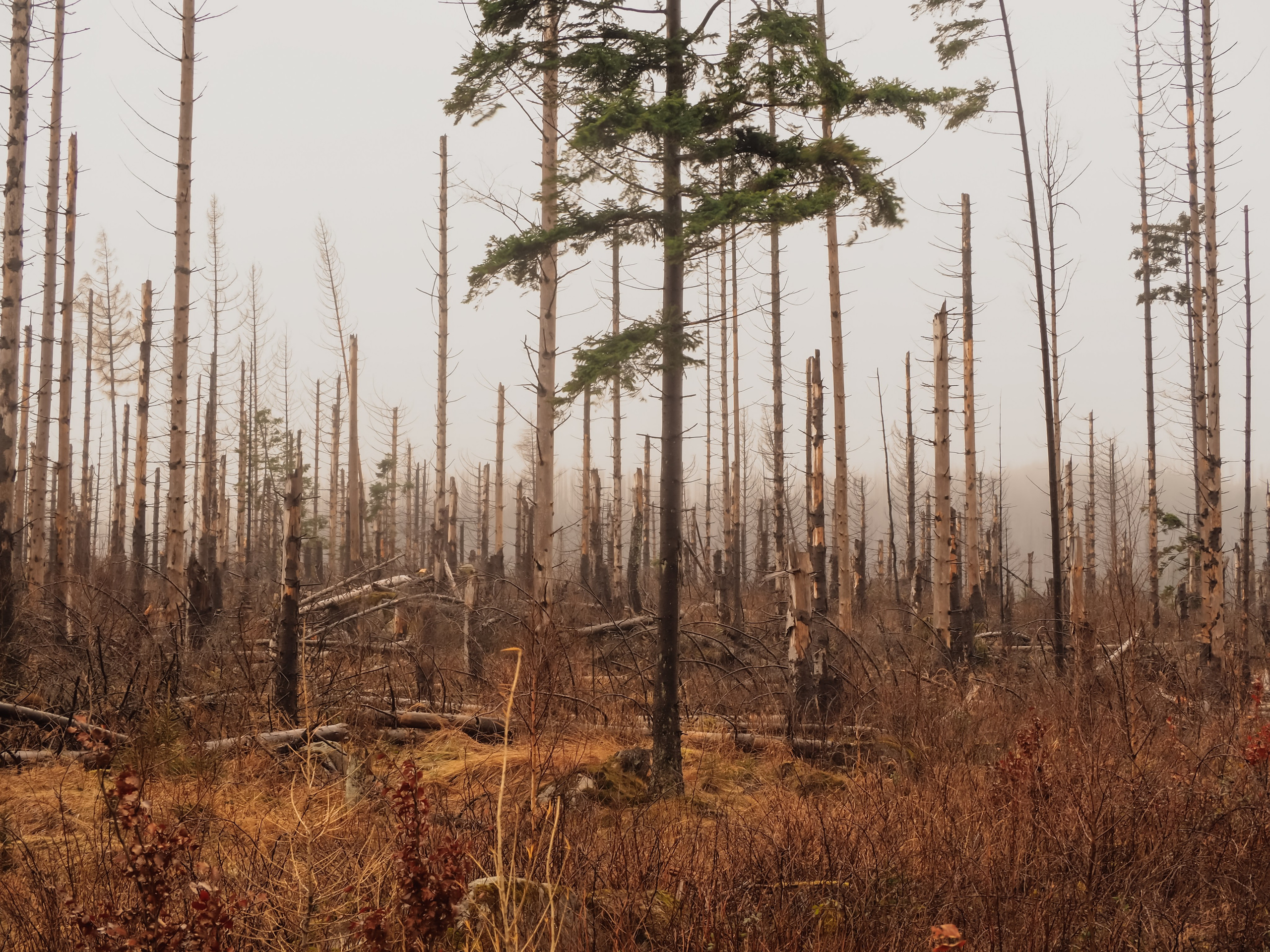 Харц. Германия. Репортажный фотограф в Берлине Александра Герман