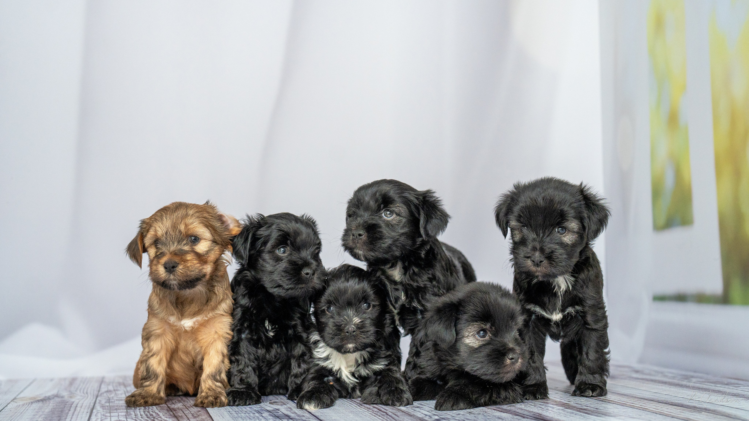 Тибетские терьеры 1мес. Фотограф-анималист Асадова