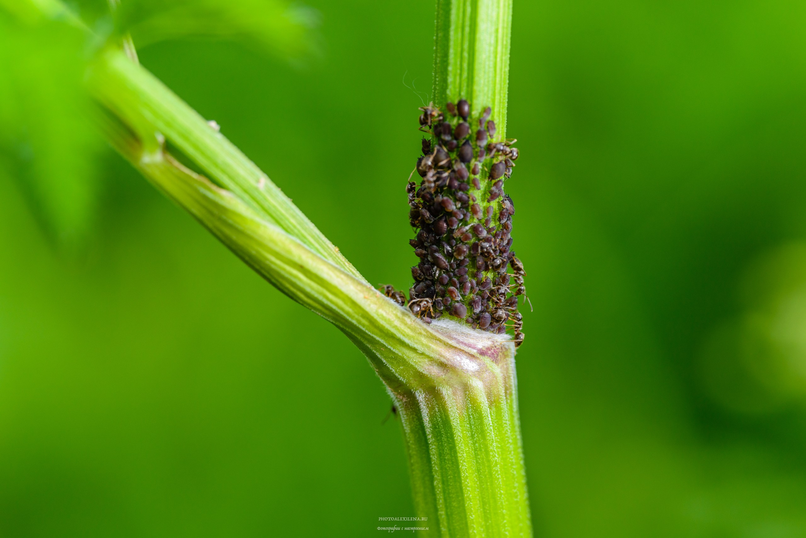 Все оттенки зелёного. Авторские стильные фотокартины