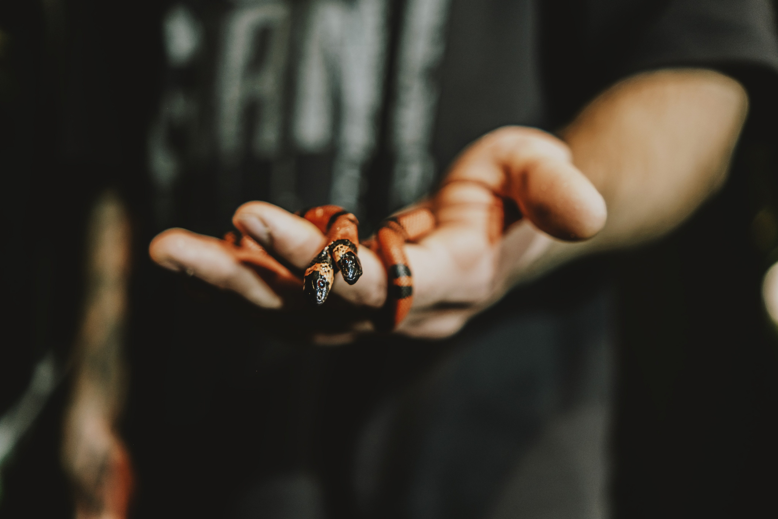 Дом Драконов. Nattie.ph