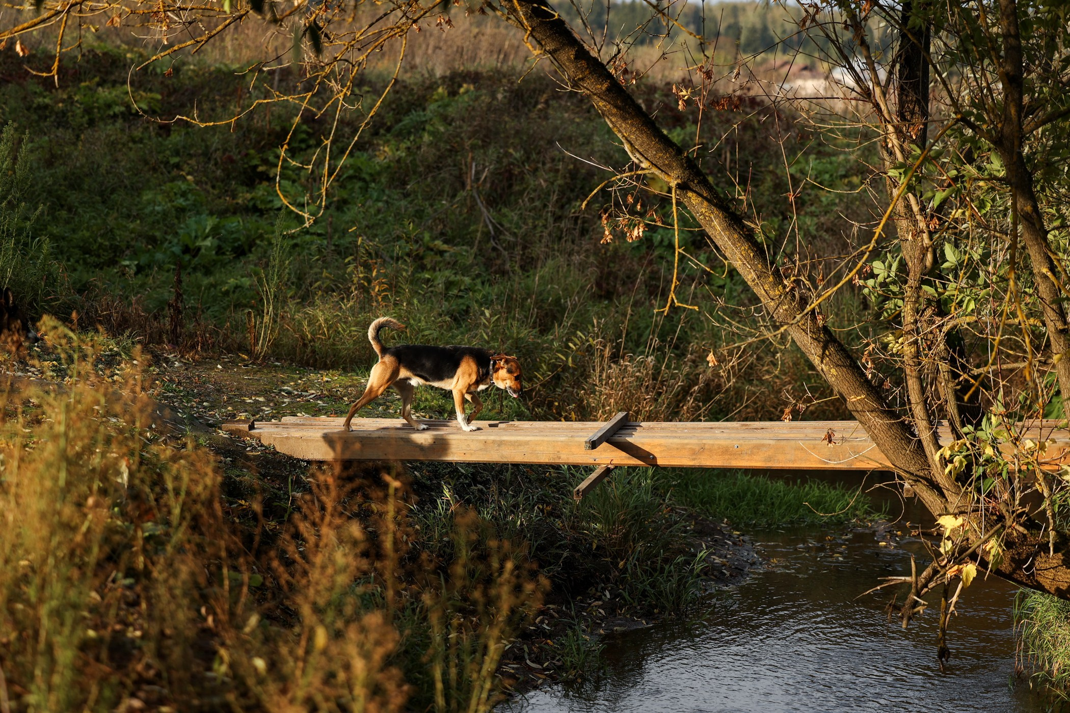 Прогулка на природе. Фотограф-анималист Полина Колкова | Москва