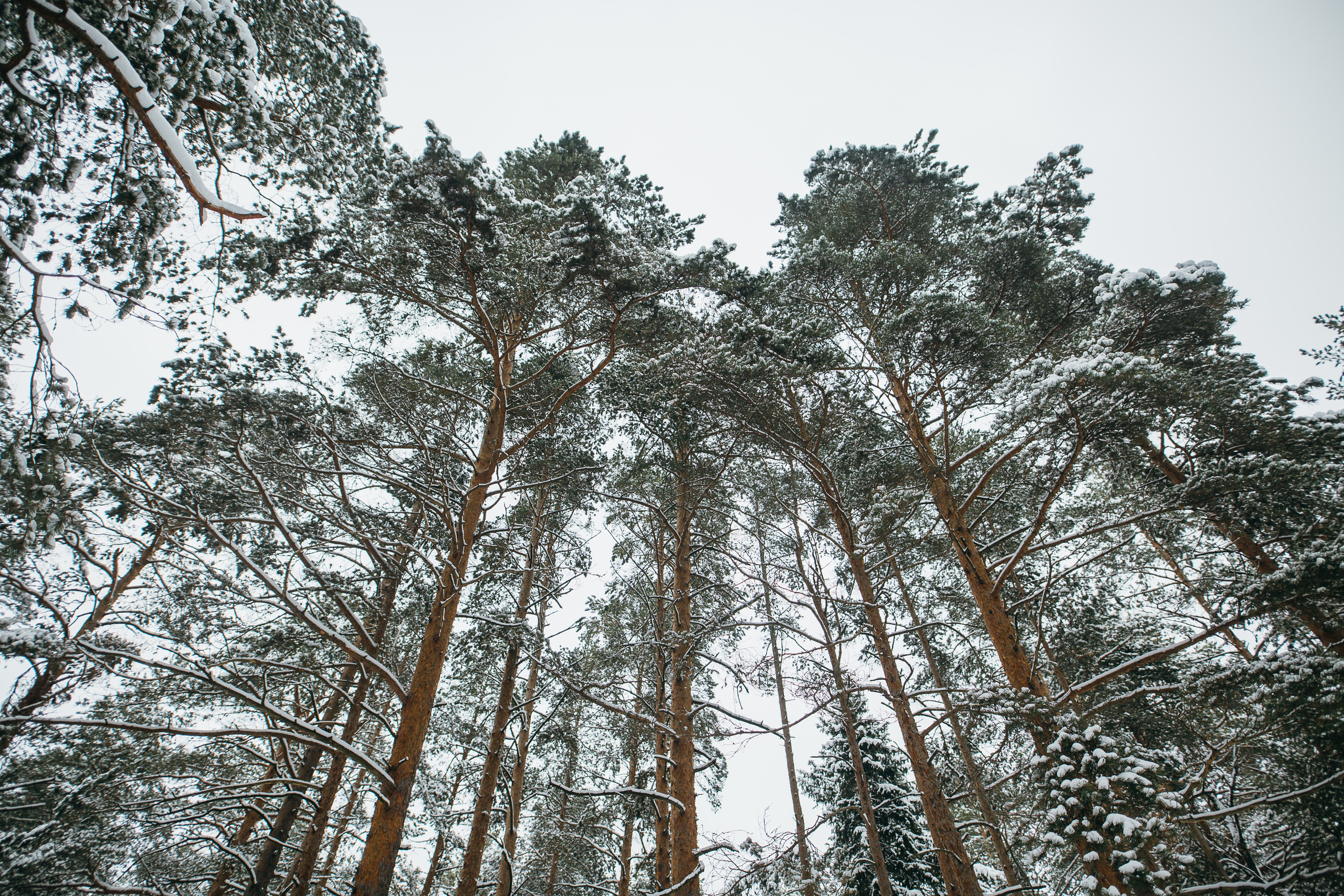 Андрей и Анастасия. Фотограф Андрианов Кирилл
