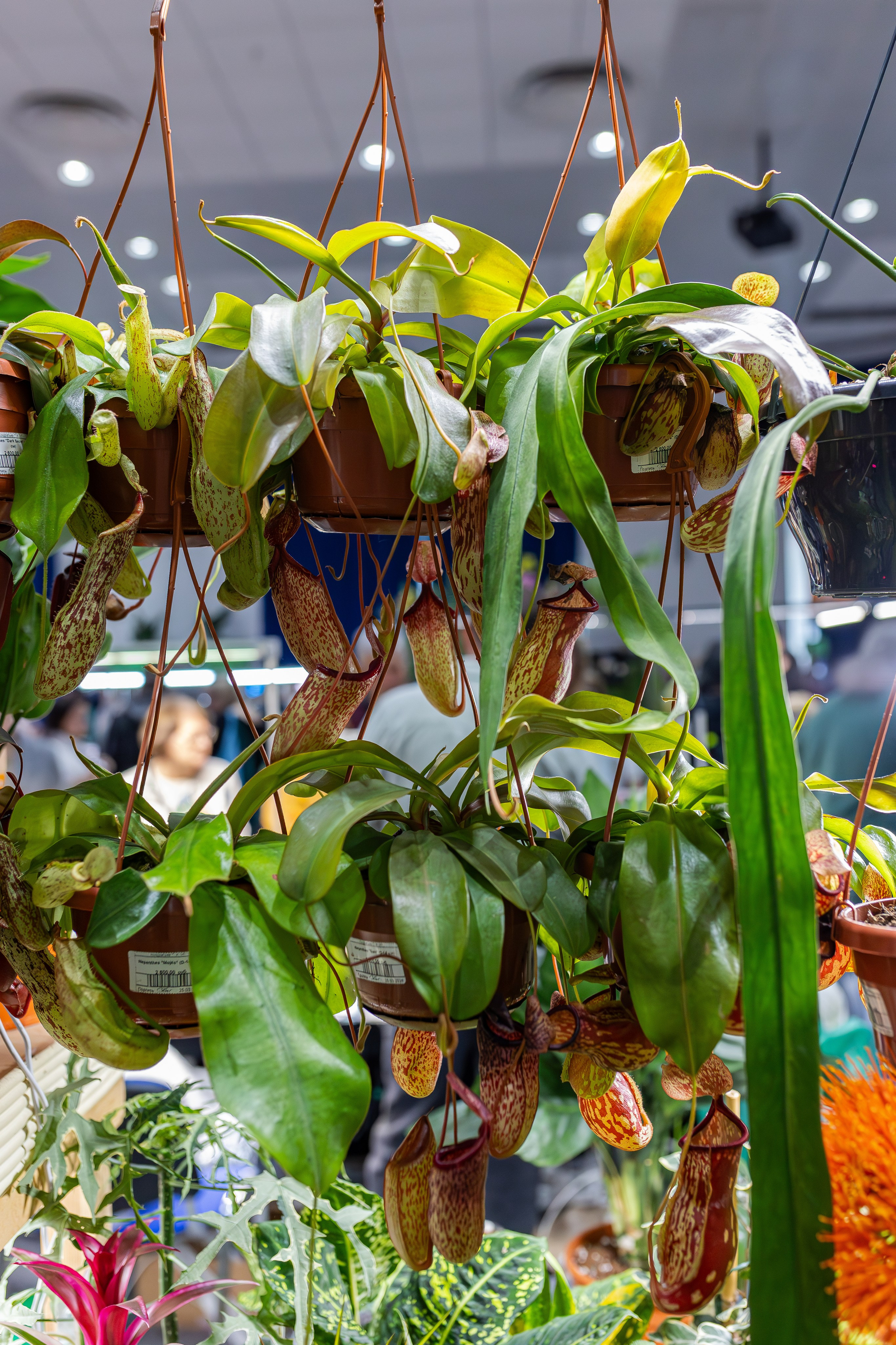 Монстериум апрель 2026. Александра Куликова фотограф, Москва