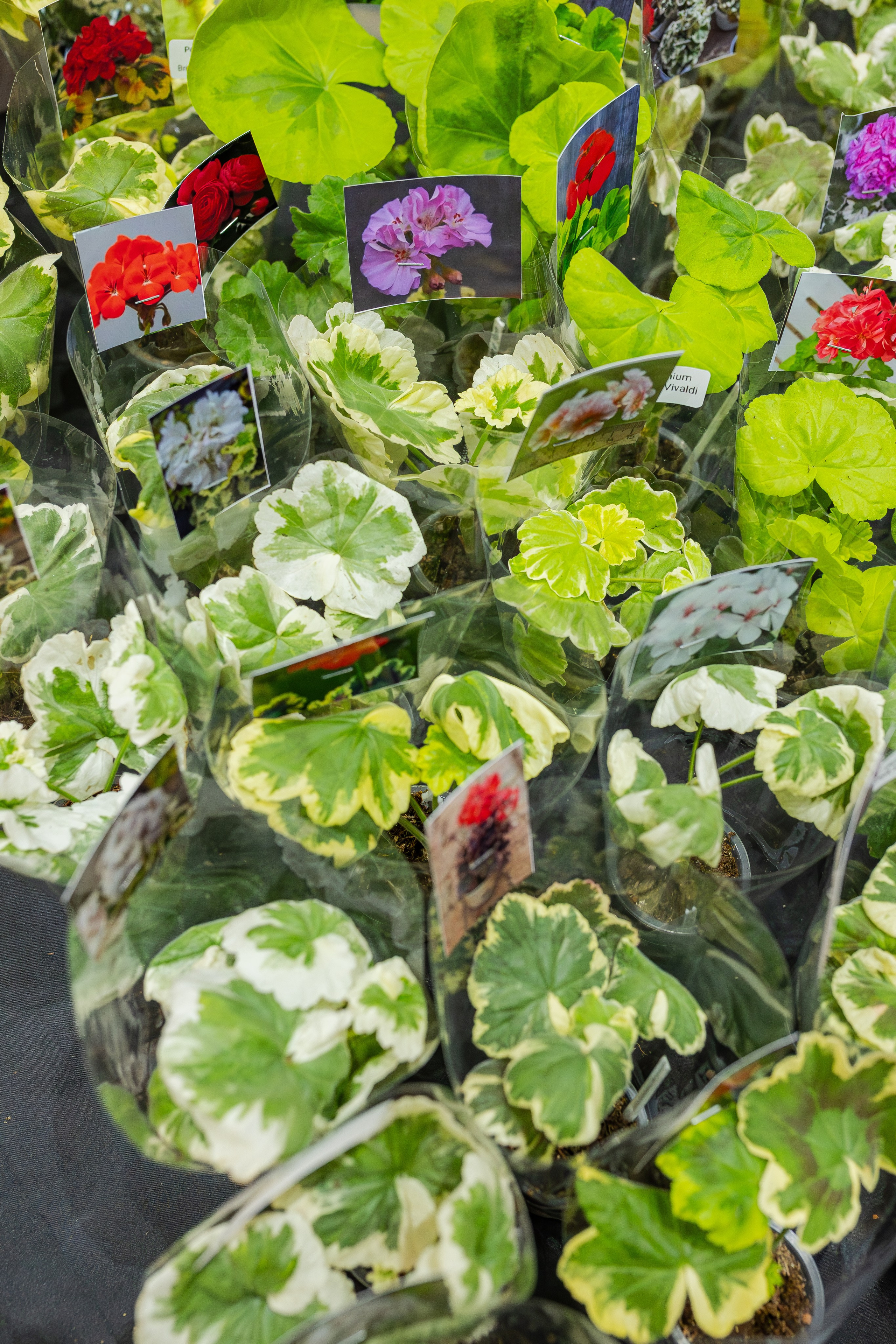 Монстериум апрель 2026. Александра Куликова фотограф, Москва