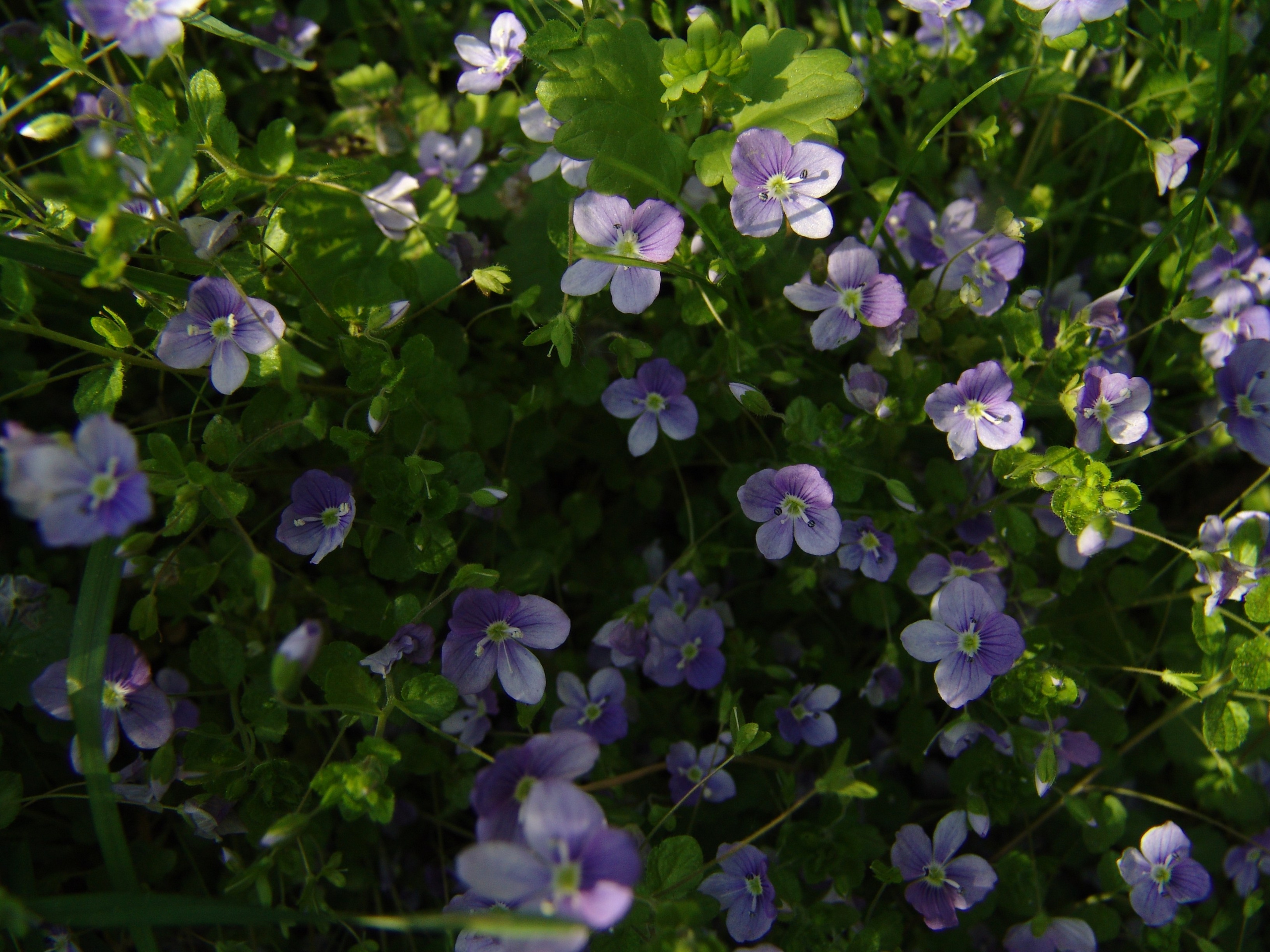 Приезд КС 2005. Заставка