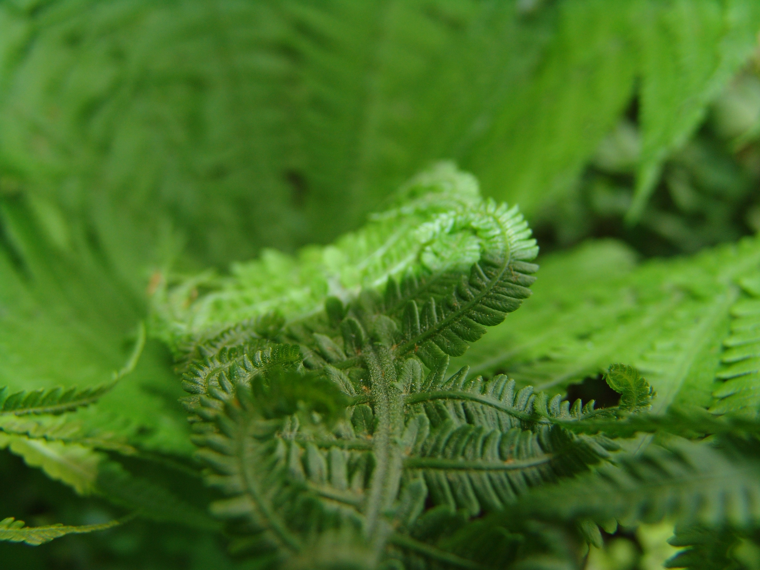 Приезд КС 2005. Заставка