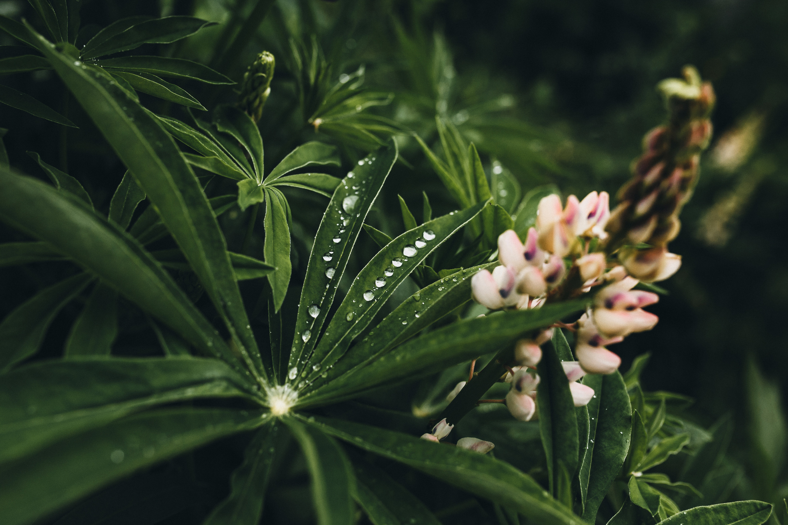 Любить люпины и собак!. Свадебный фотограф в Новосибирске Анастасия Бантик