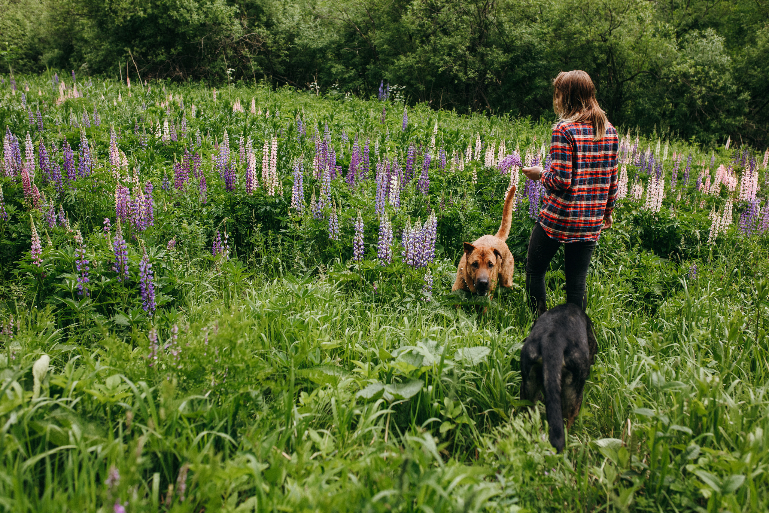 Любить люпины и собак!. Свадебный фотограф в Новосибирске Анастасия Бантик