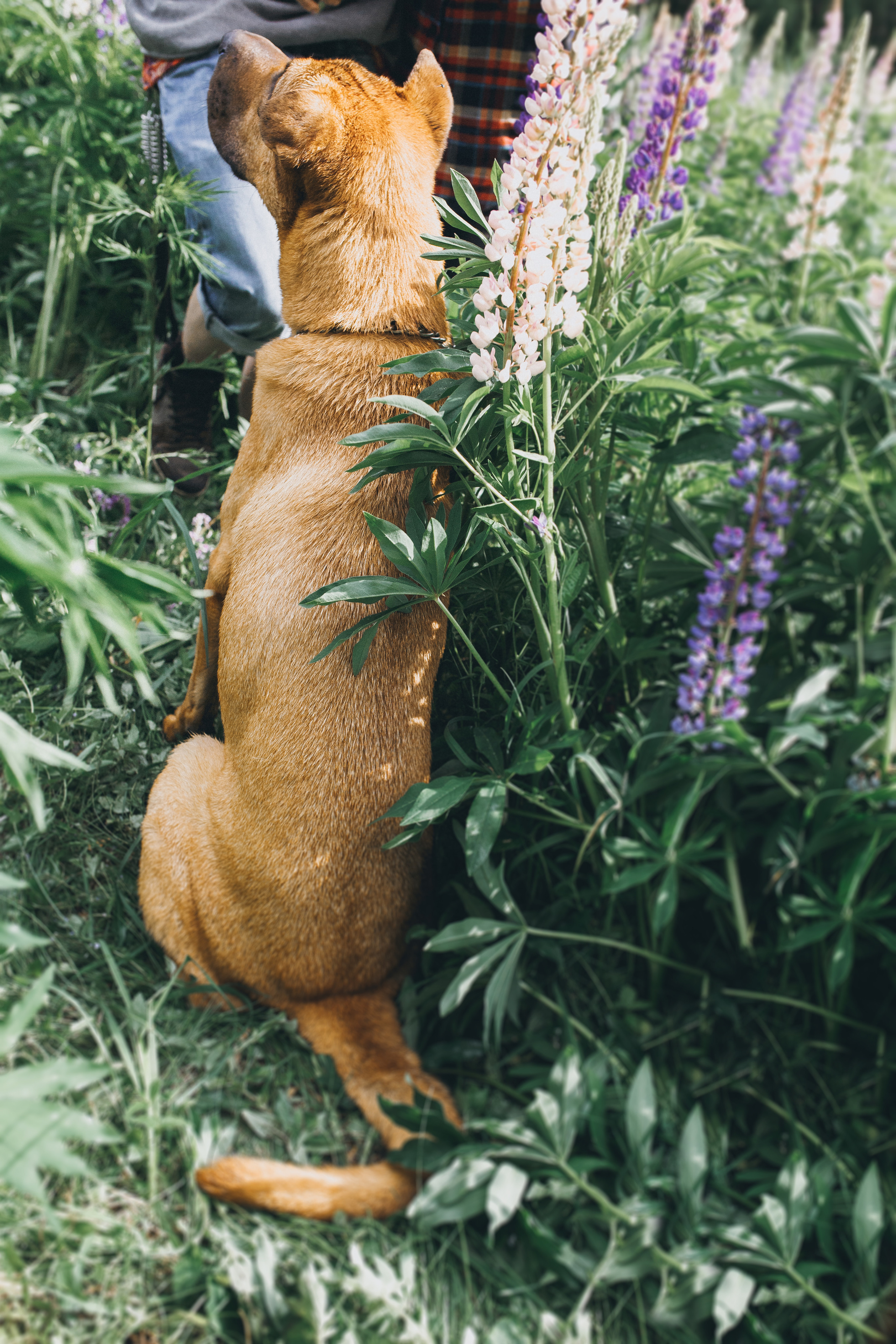 Любить люпины и собак!. Свадебный фотограф в Новосибирске Анастасия Бантик