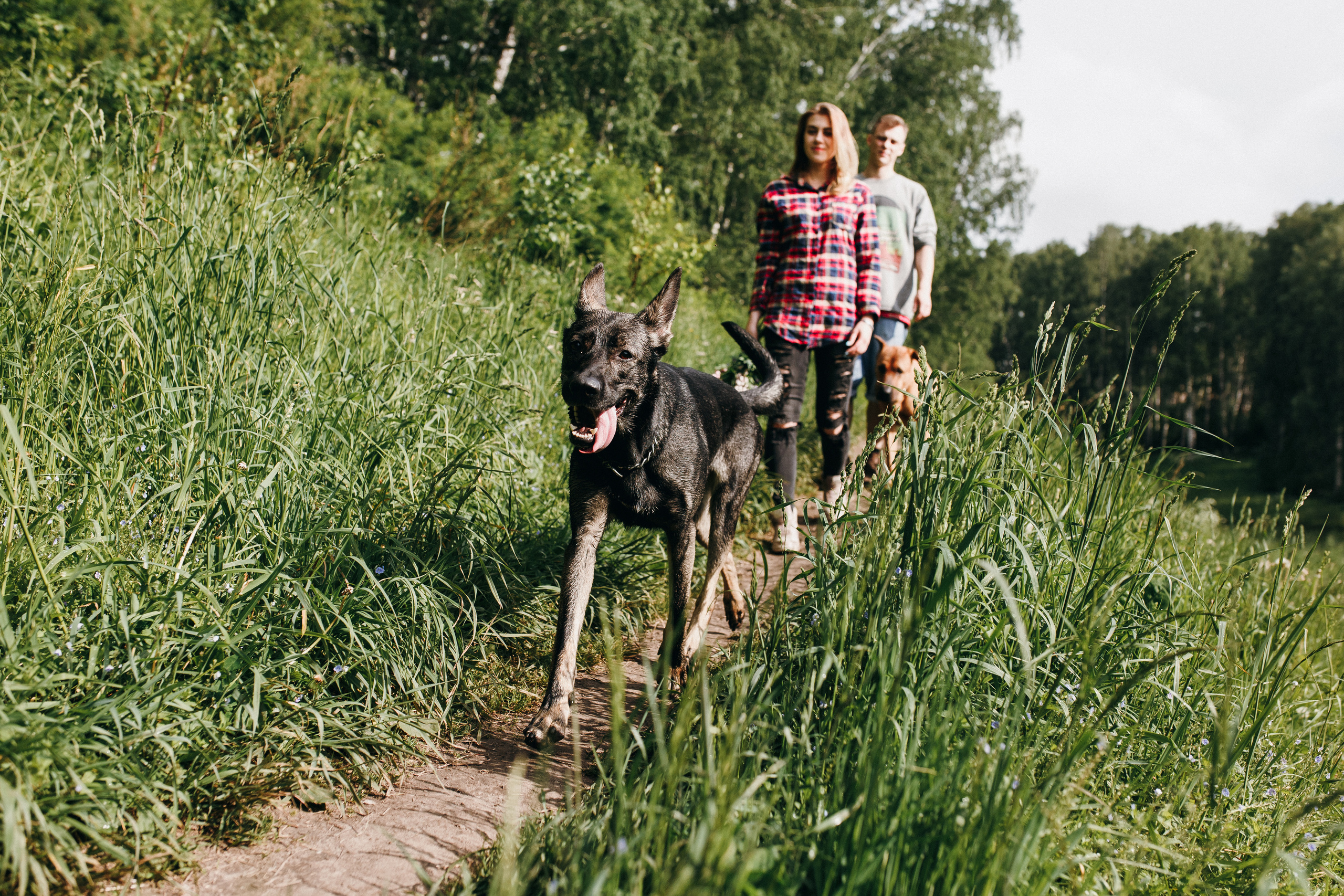 Любить люпины и собак!. Свадебный фотограф в Новосибирске Анастасия Бантик