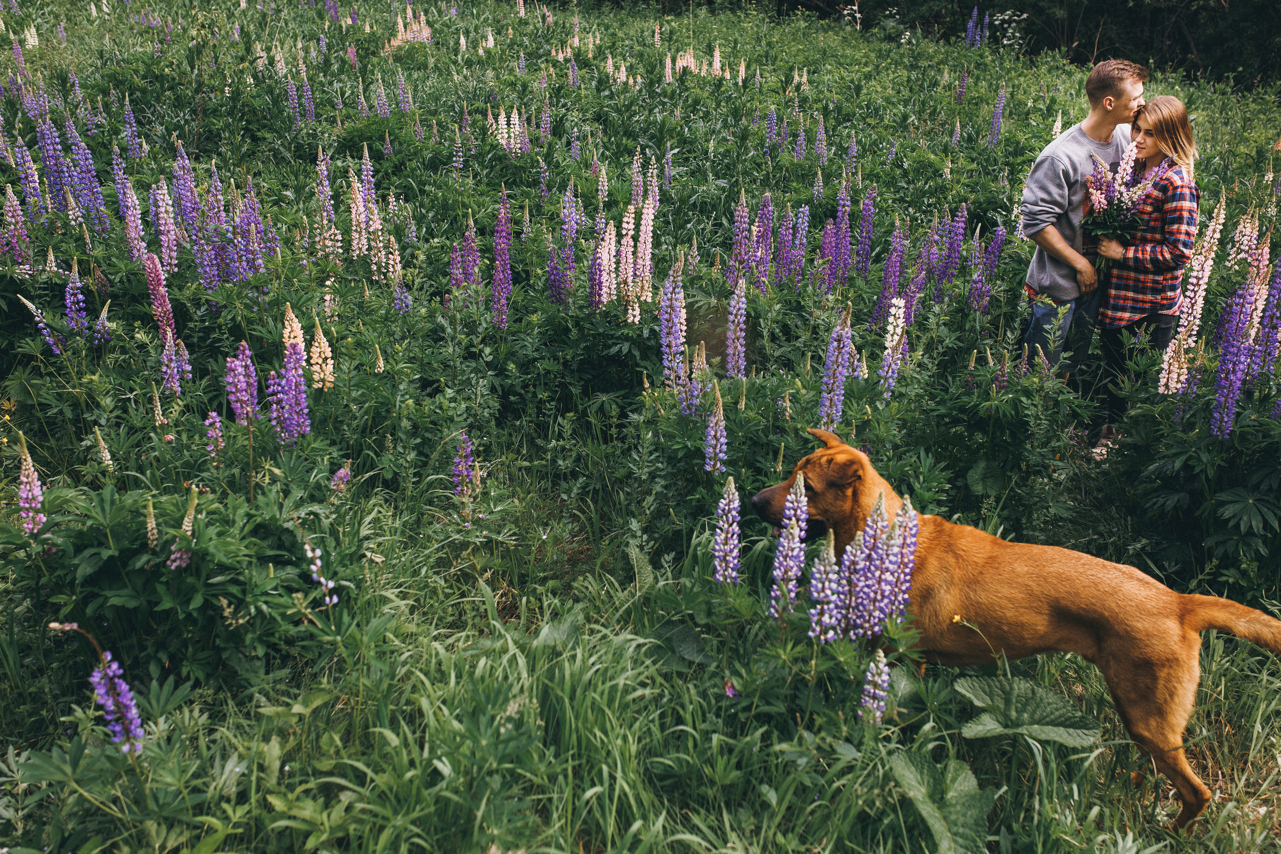 Любить люпины и собак!. Свадебный фотограф в Новосибирске Анастасия Бантик