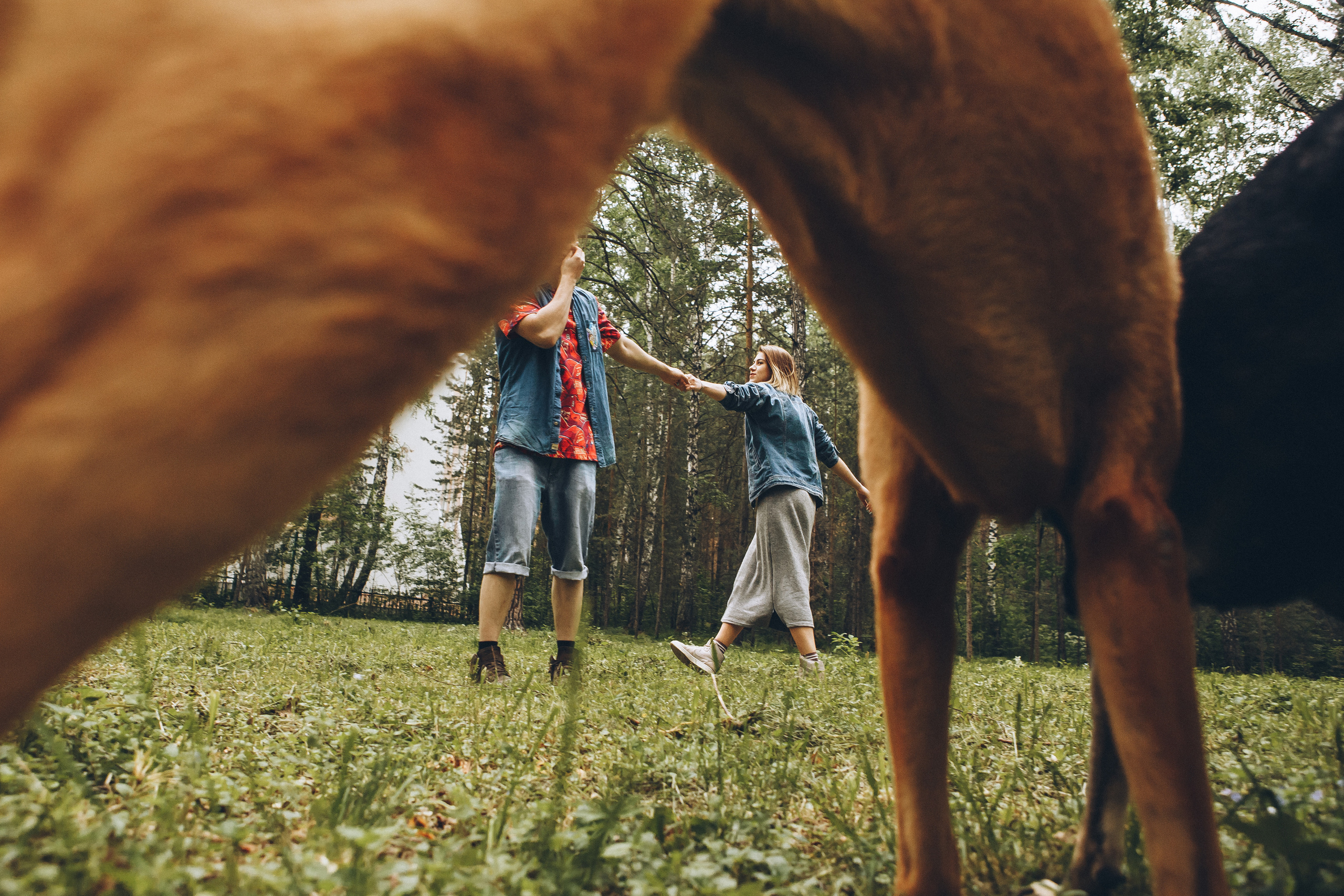 Любить люпины и собак!. Свадебный фотограф в Новосибирске Анастасия Бантик