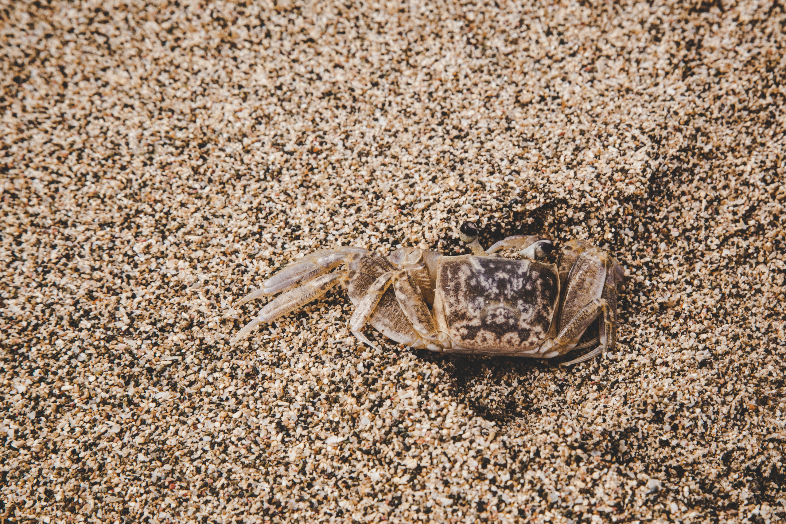 D O M I N I CA N A ' 18. Свадебный фотограф Москва Европа Мария Коренчук