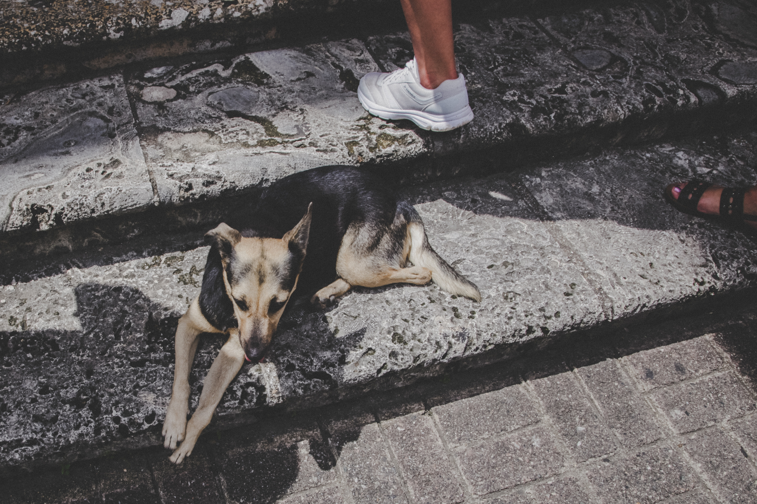 D O M I N I CA N A ' 18. Свадебный фотограф Москва Европа Мария Коренчук