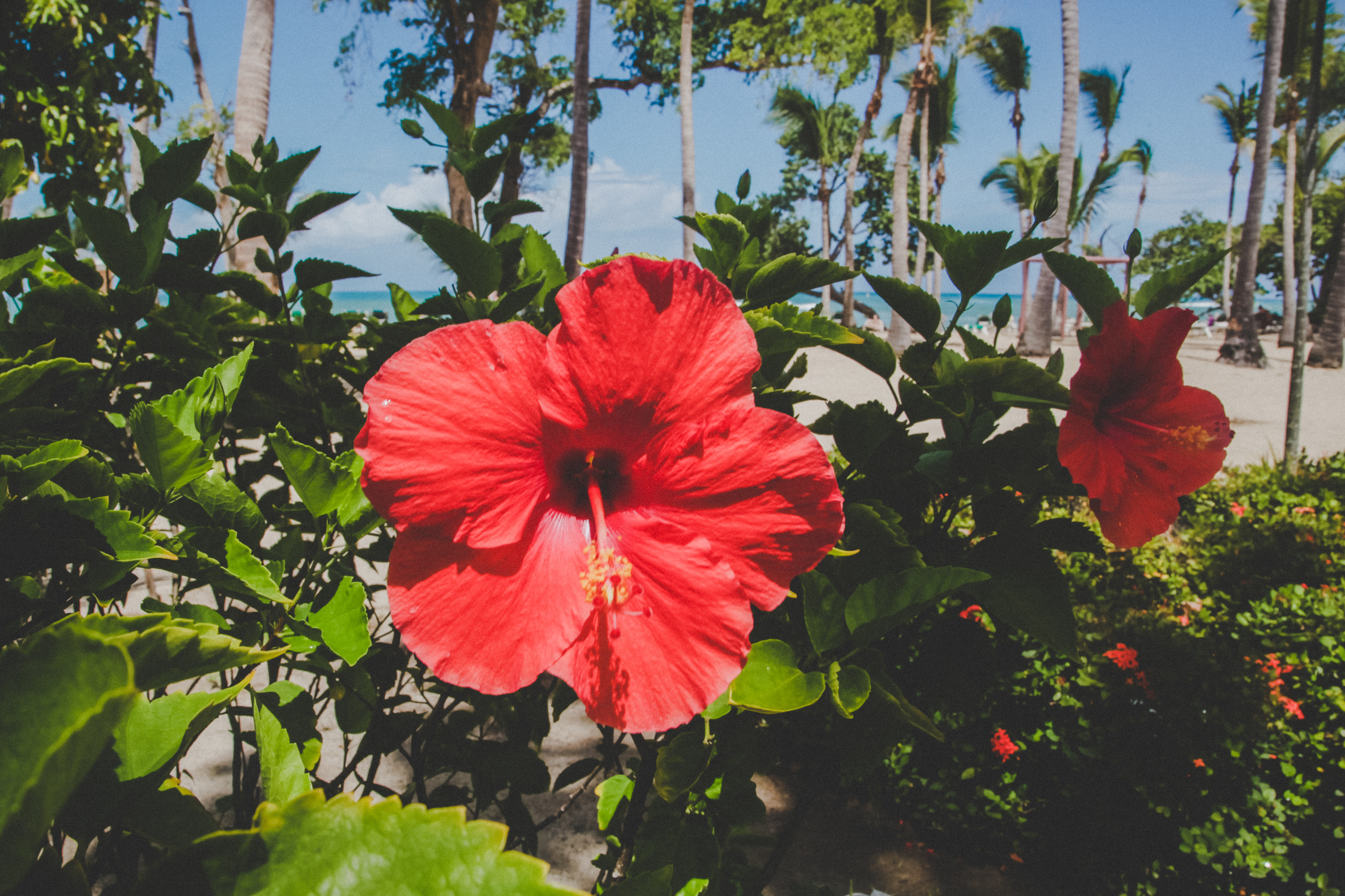 D O M I N I CA N A ' 18. Свадебный фотограф Москва Европа Мария Коренчук