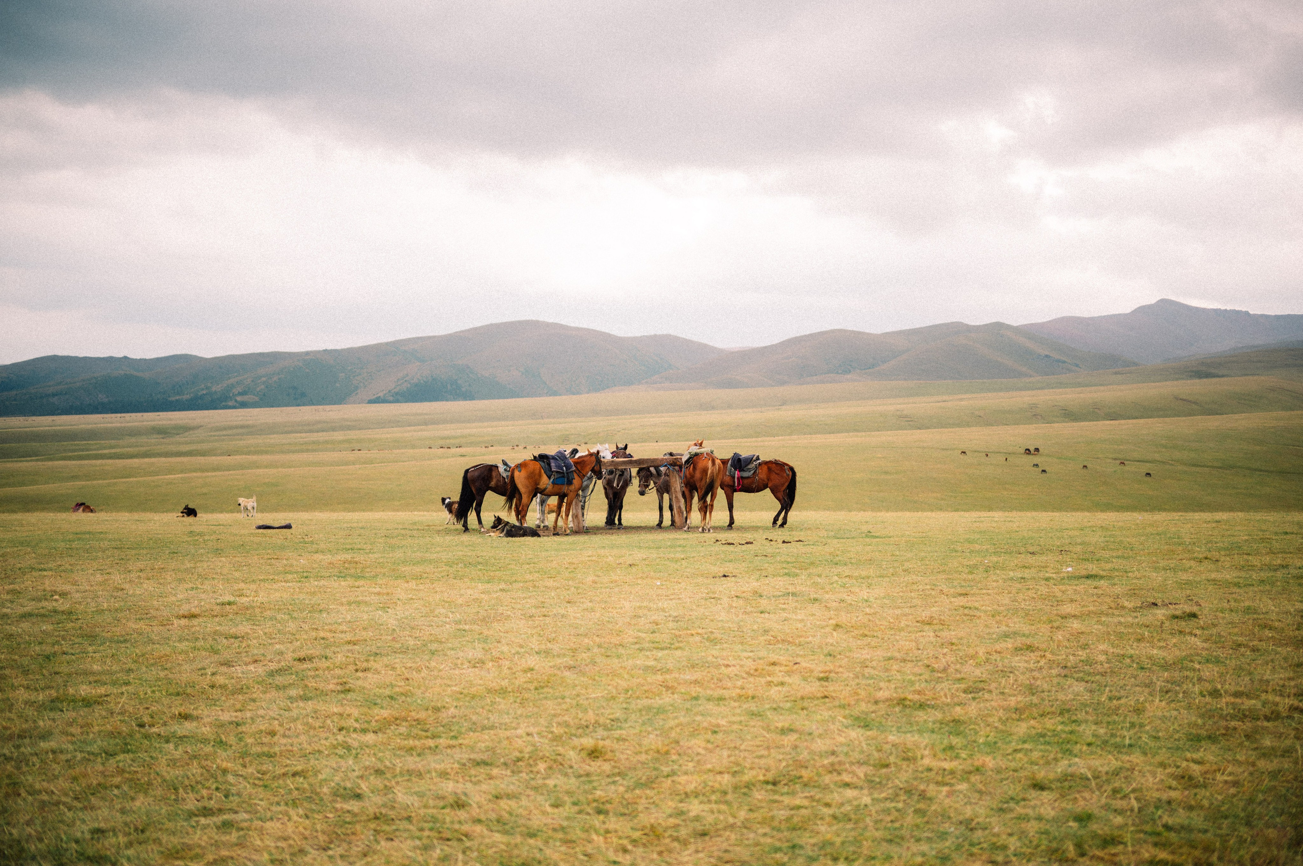 Плато Ассы: июль 2025. Фотограф в Алматы — Дарья Фёдорова