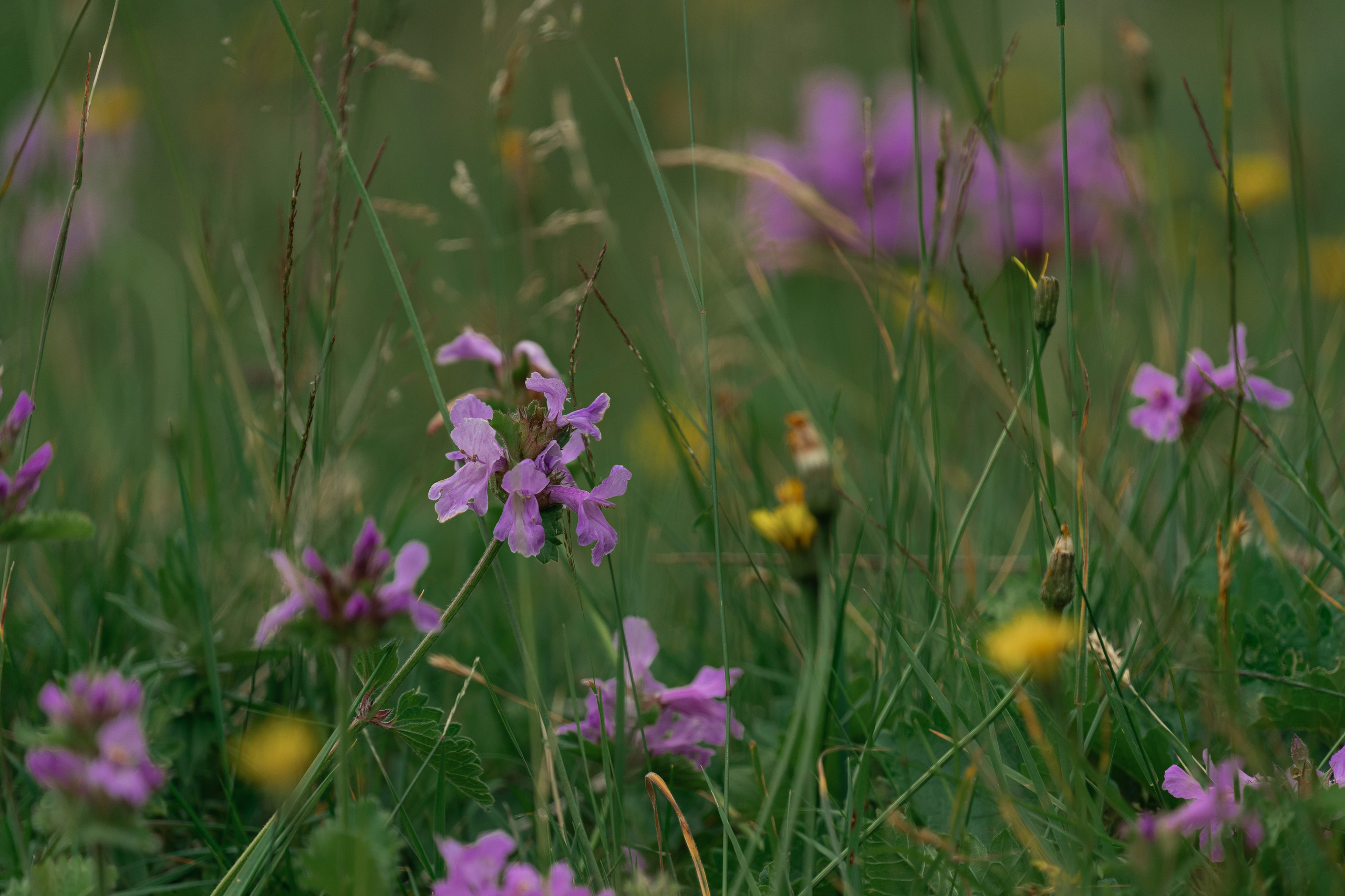 Психологический тренинг на озере Зеркальное. Репортажный фотограф в Красной Поляне и Сочи Павлюченко Екатерина