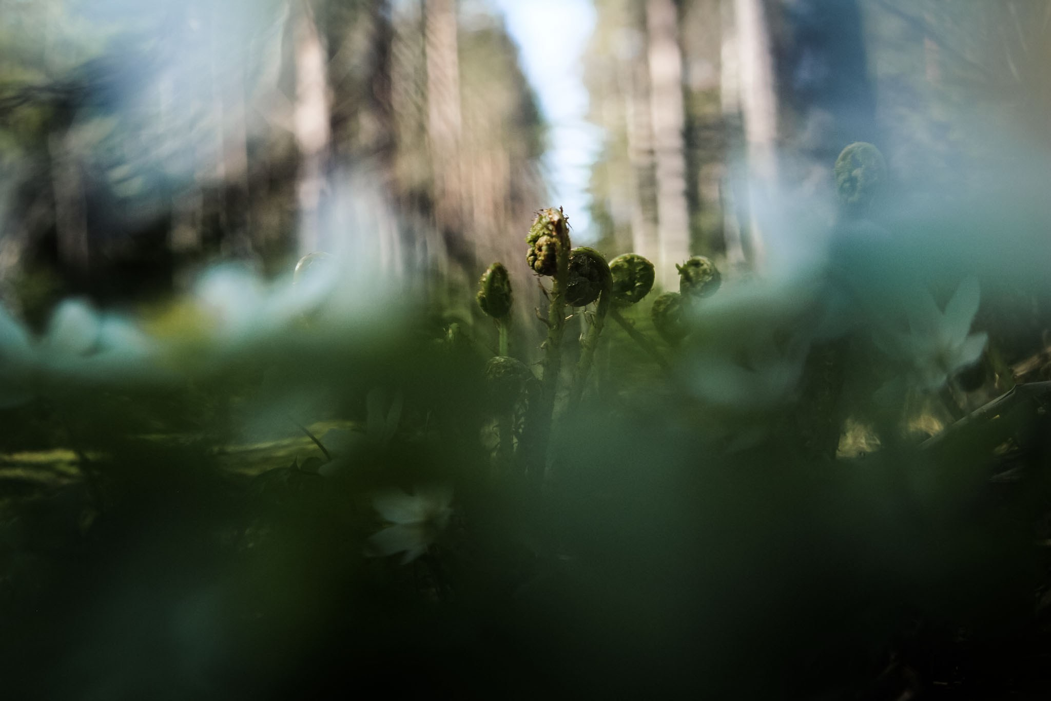 Весна. Катя Цвет