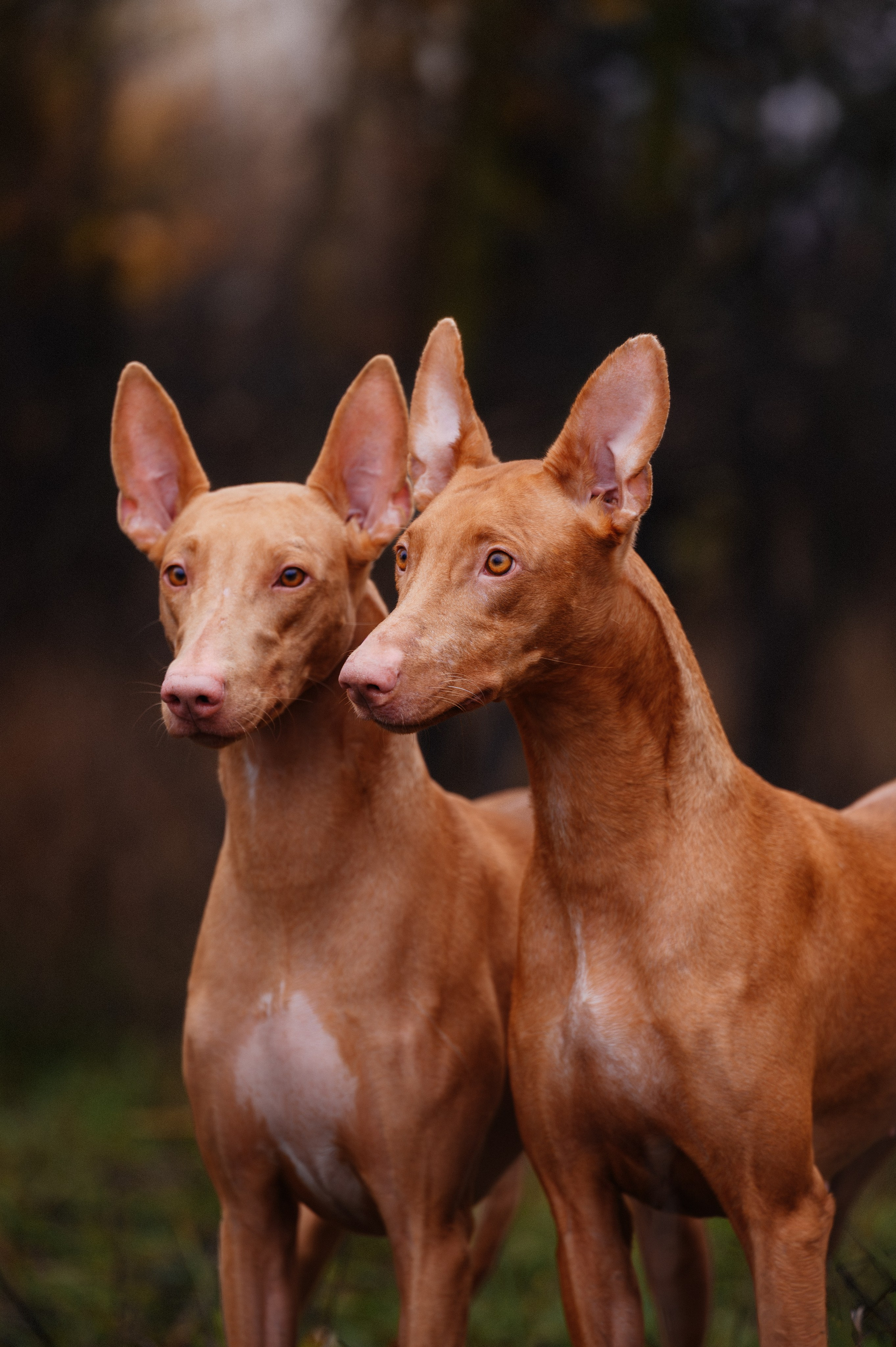 Фотограф в Ростове —на — Дону