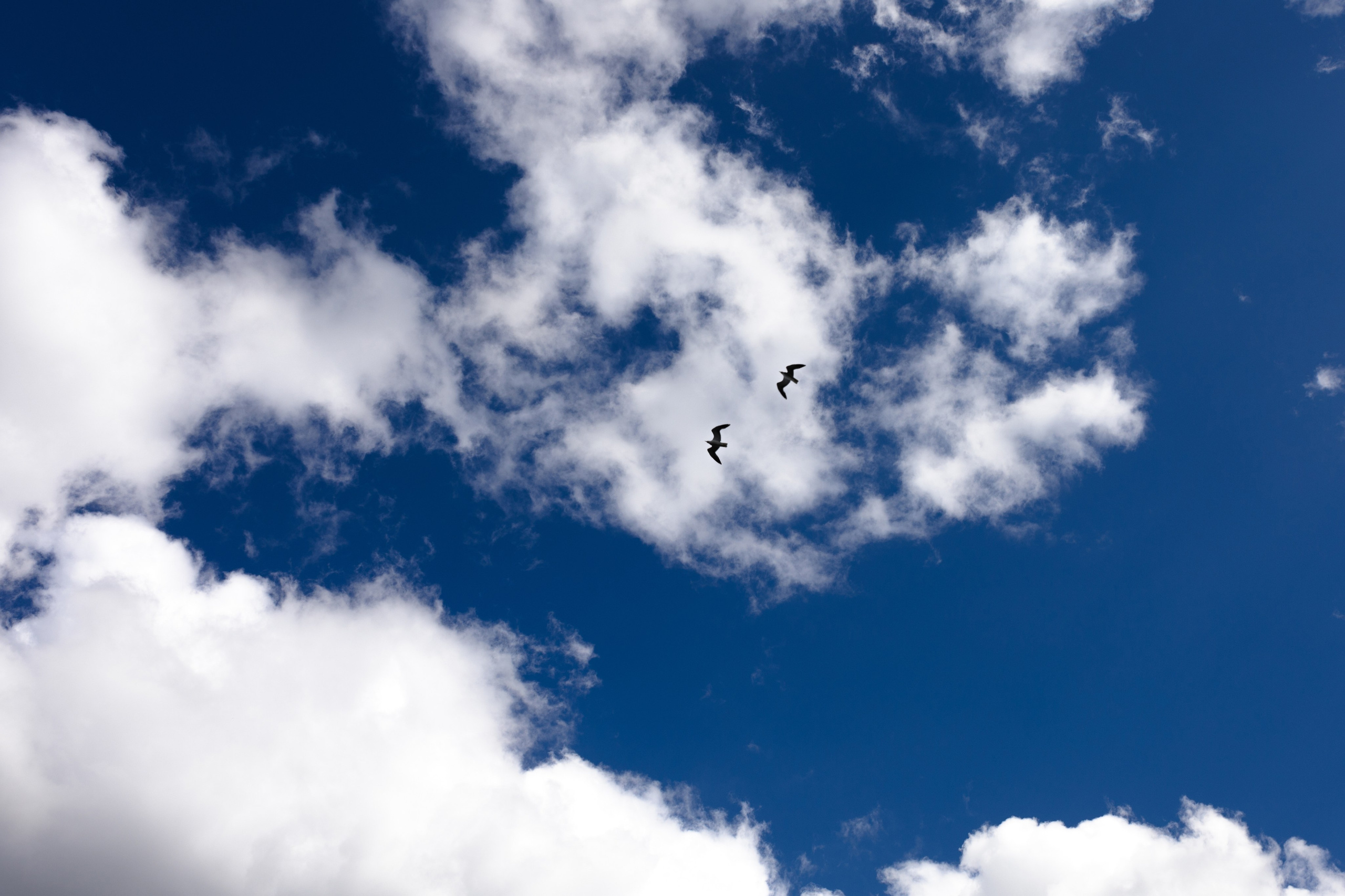 Ксения и Никита. Свадебные фотографы в г. Сургут Маркова Наталья и Замахина Елена