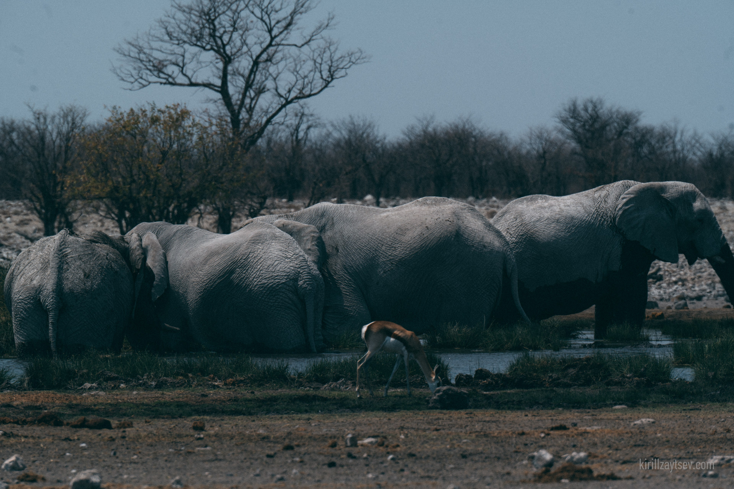 Жизнь. Профессиональный фотограф Кирилл Зайцев