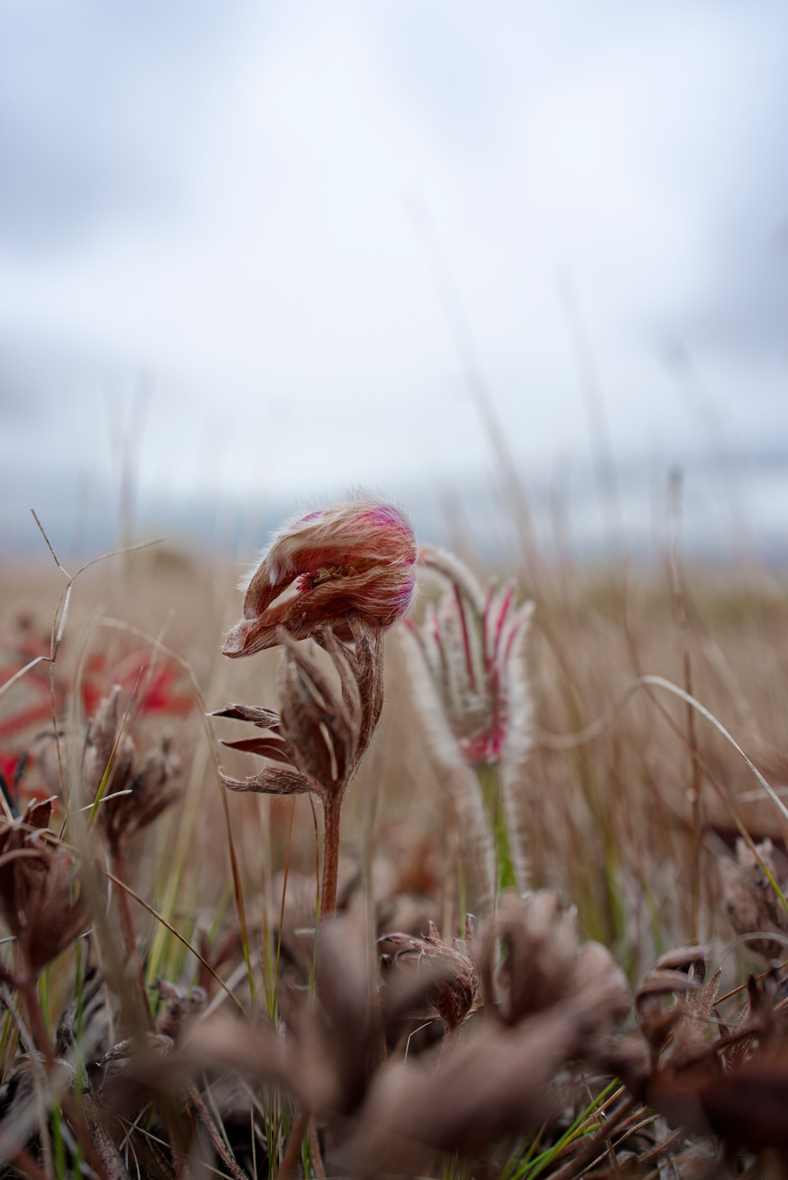 Увядший Прострел (подснежник) осенью на плато Укок
