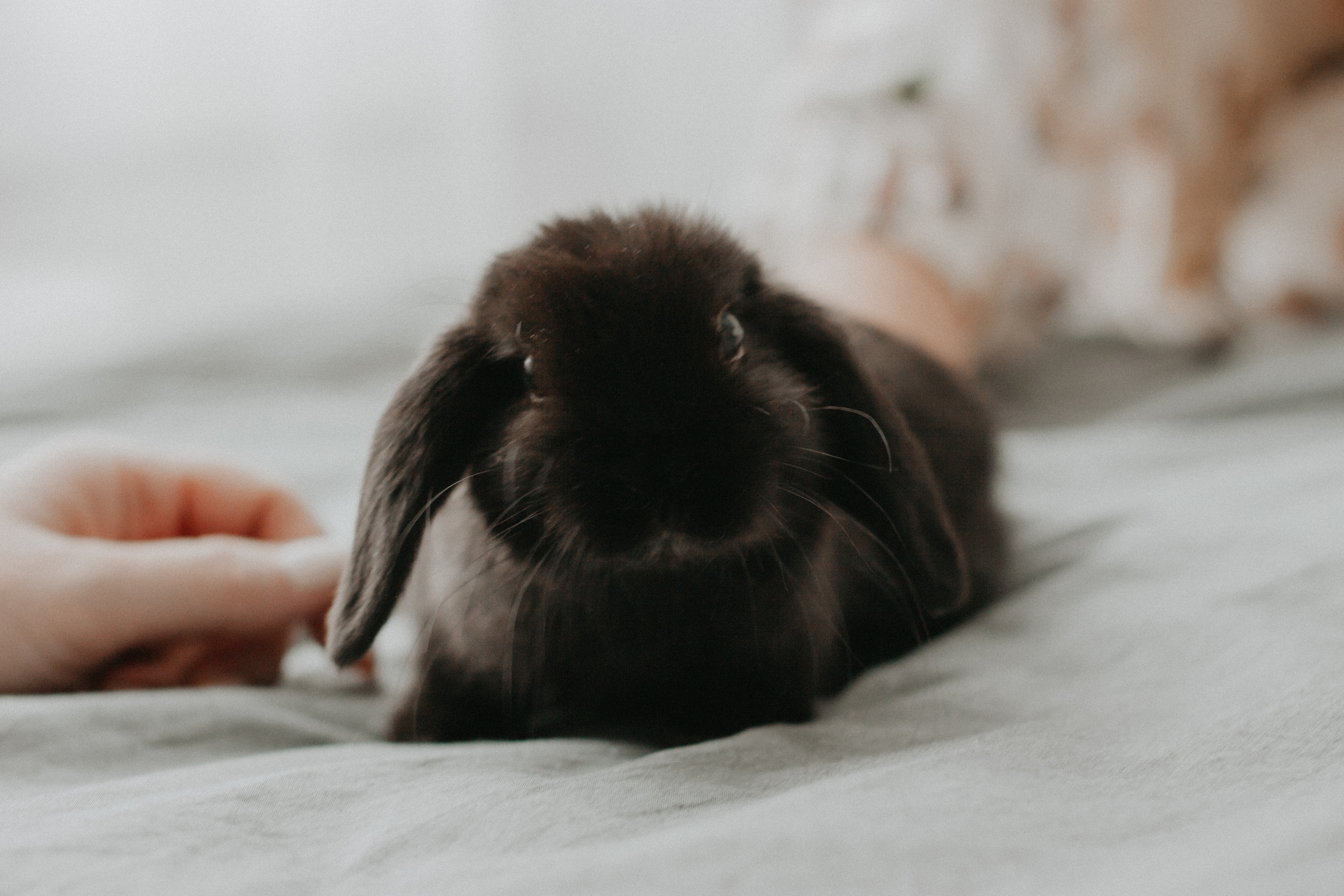 Алина и заяц. Семейный фотограф в Екатеринбурге Валерия Федотова