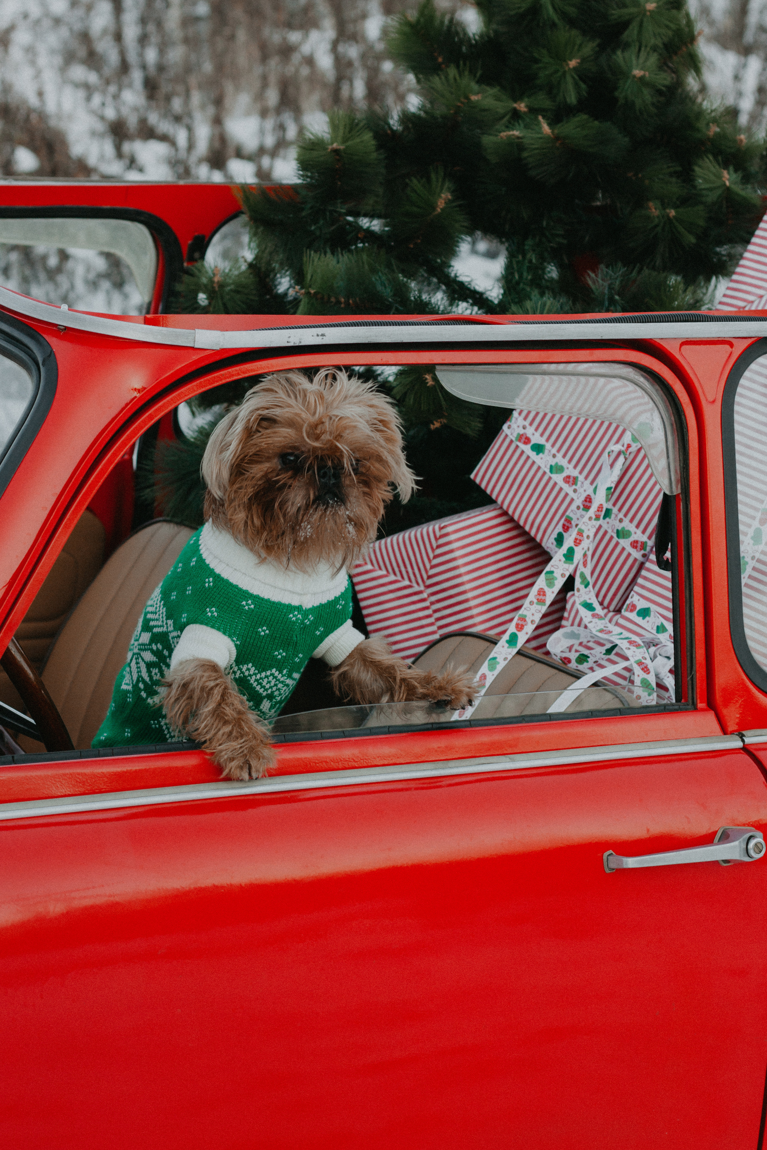 Поездка за елкой. Семейный фотограф в Екатеринбурге Валерия Федотова