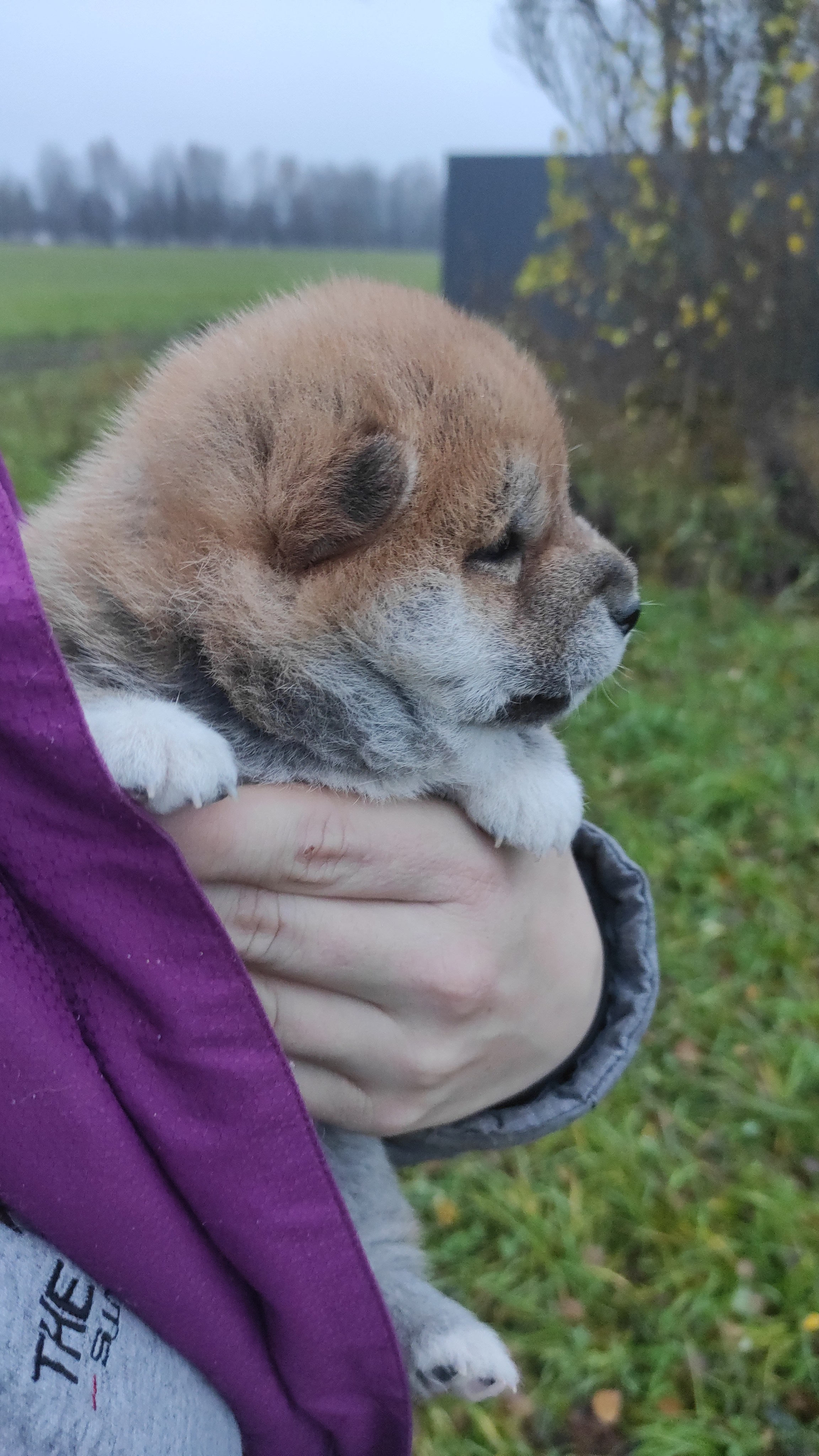 сиба питомник Рубилайт щенки на продажу rubylight  сиба щенки купить СПб Санкт-Петербург 