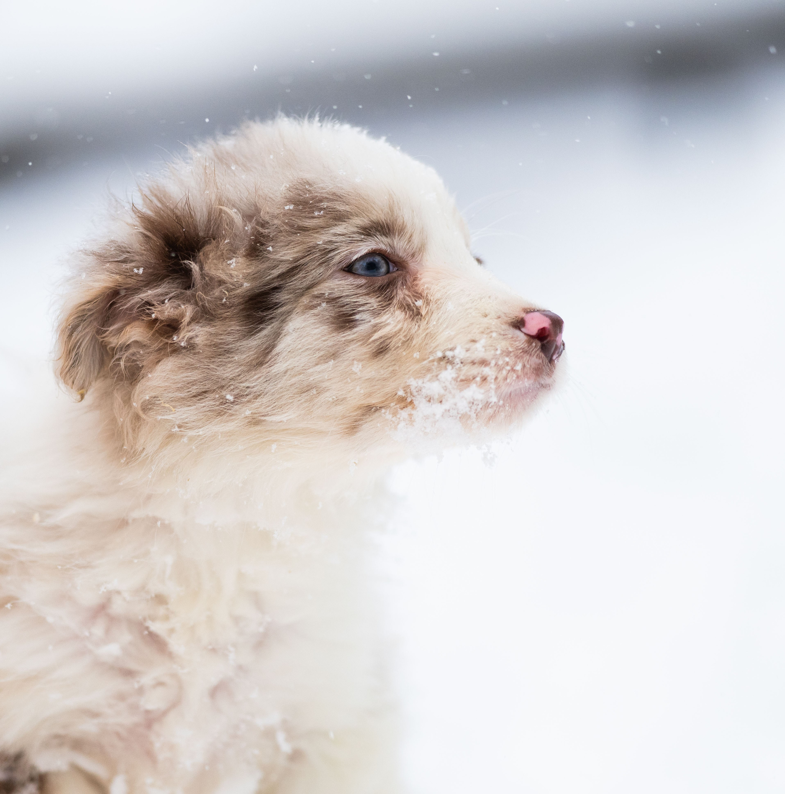 Фритсвит. Семейный фотограф Ефремова Виктория