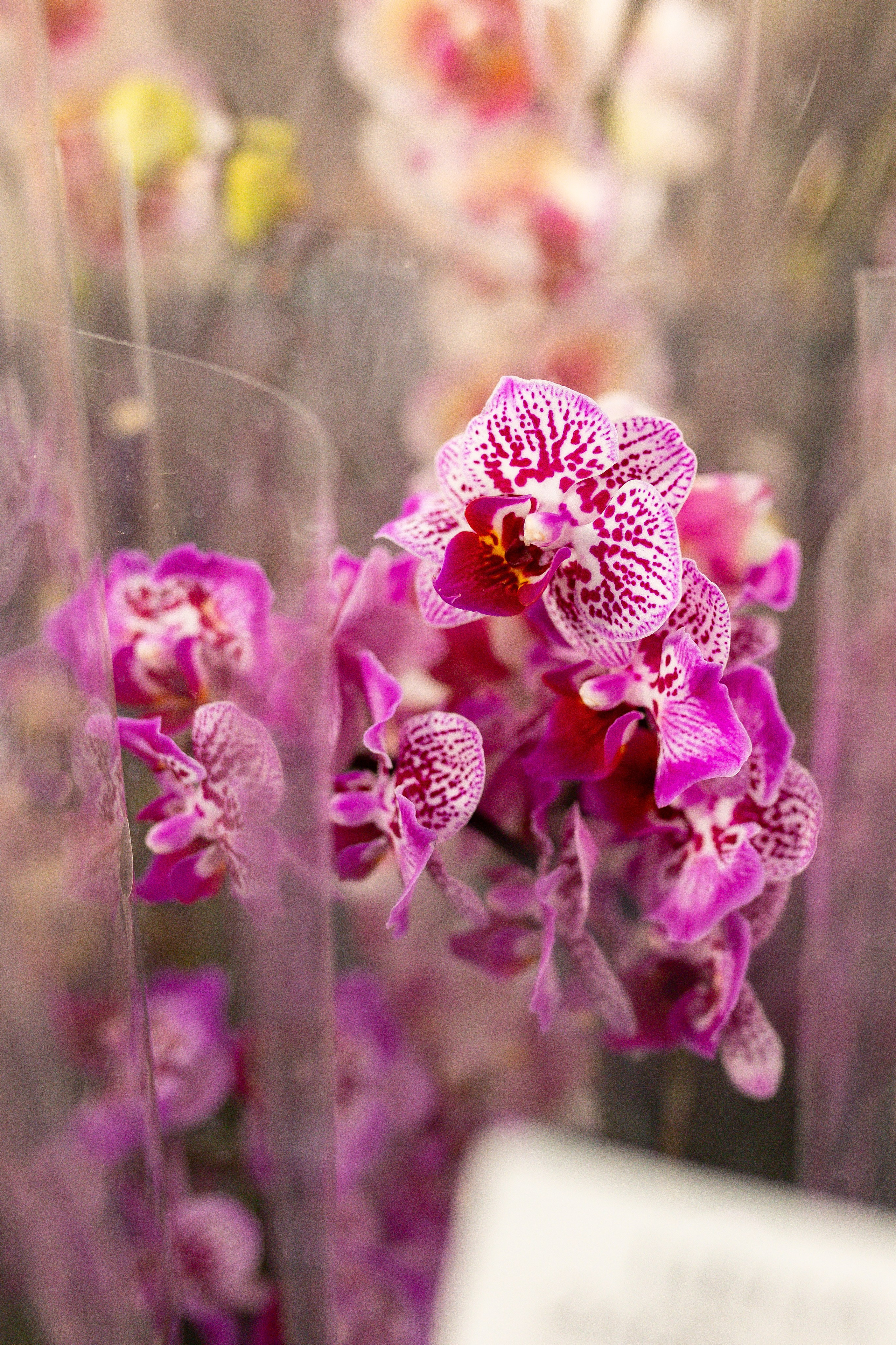 Орхидиум сентябрь 2025. Александра Куликова фотограф, Москва