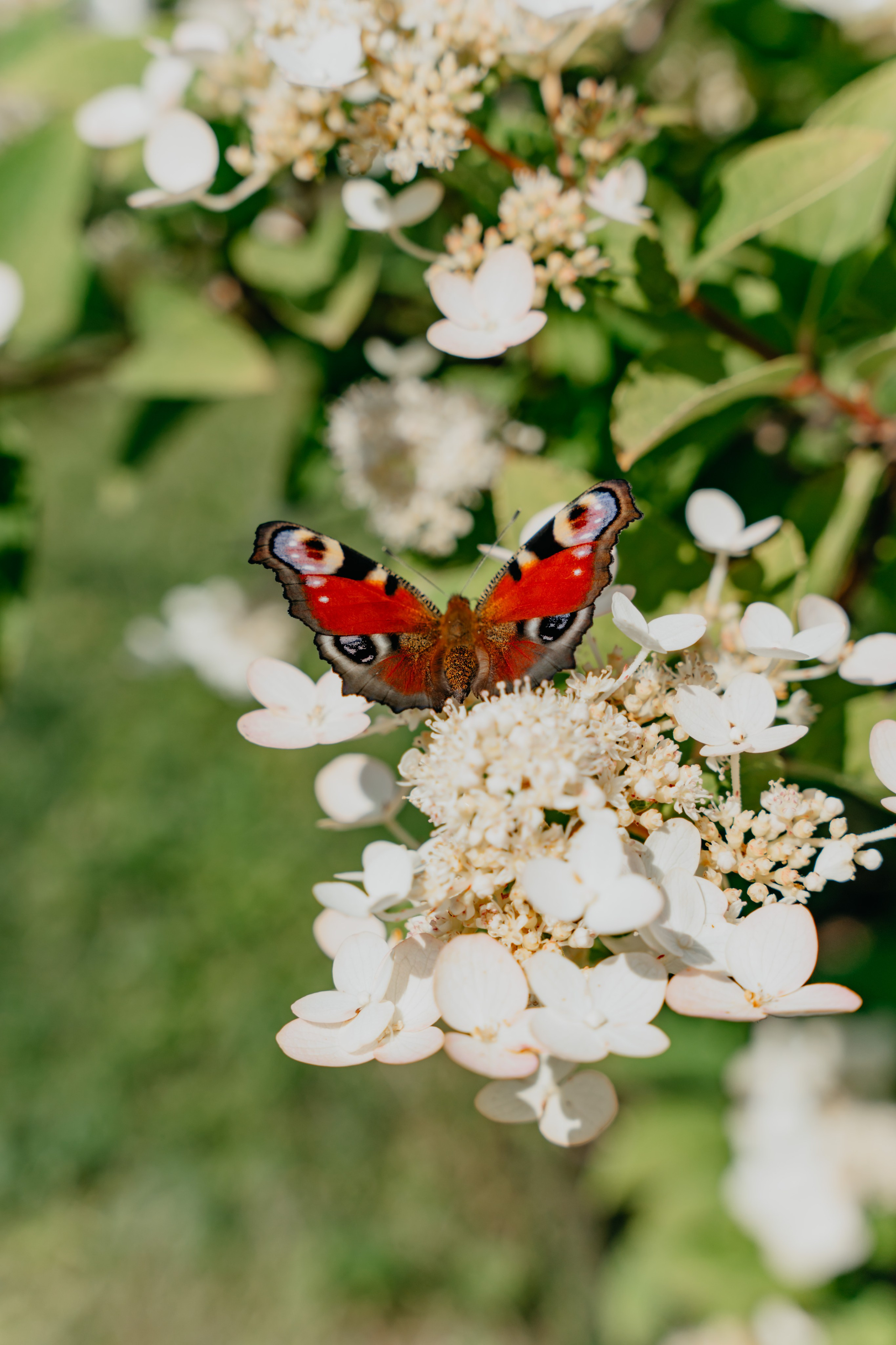 В ботаническом саду на день рождения бабушки