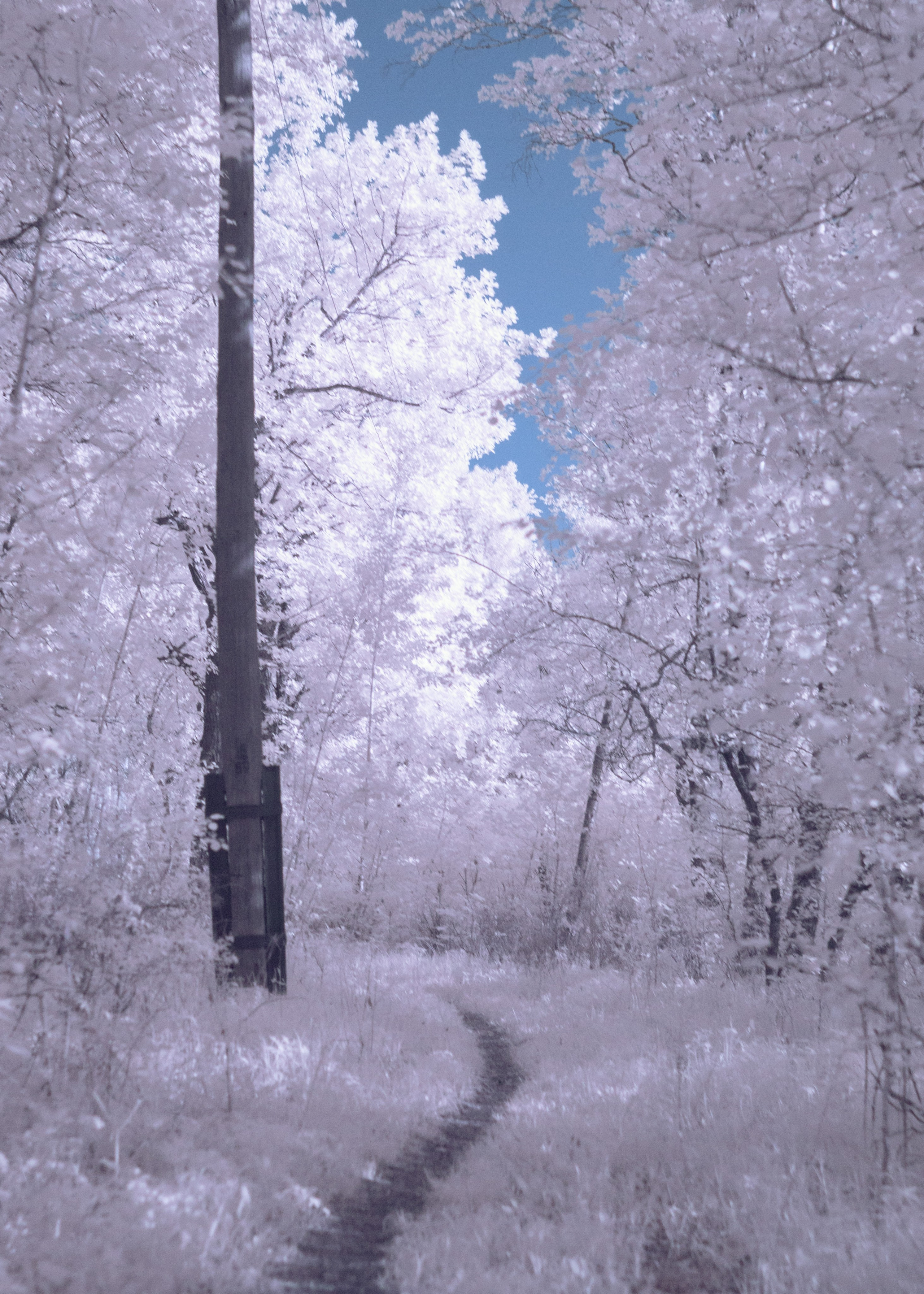 Infrared. AThumbnails