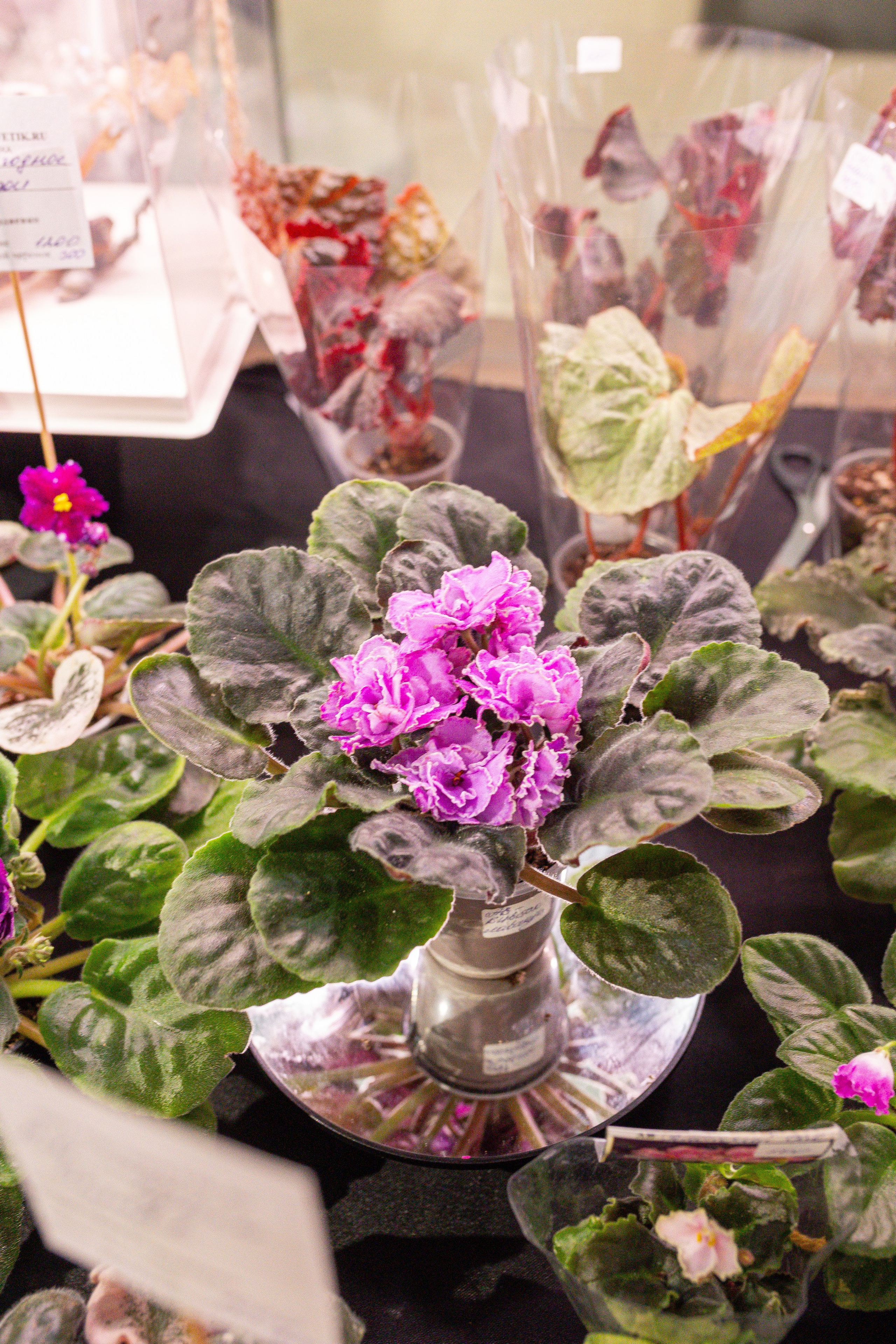 Ярмарка Green Rare 20.09.25. Александра Куликова фотограф, Москва