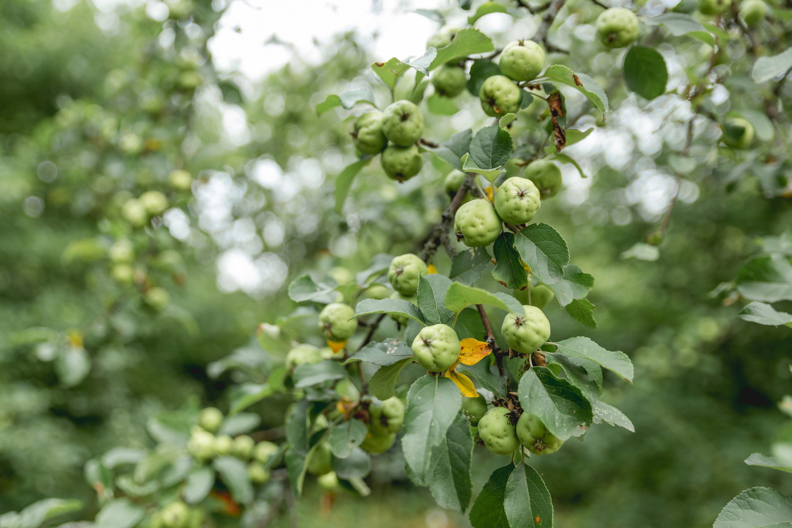 Максим и Анна. Свадебный и семейный фотограф Константин Аксёнов, Москва