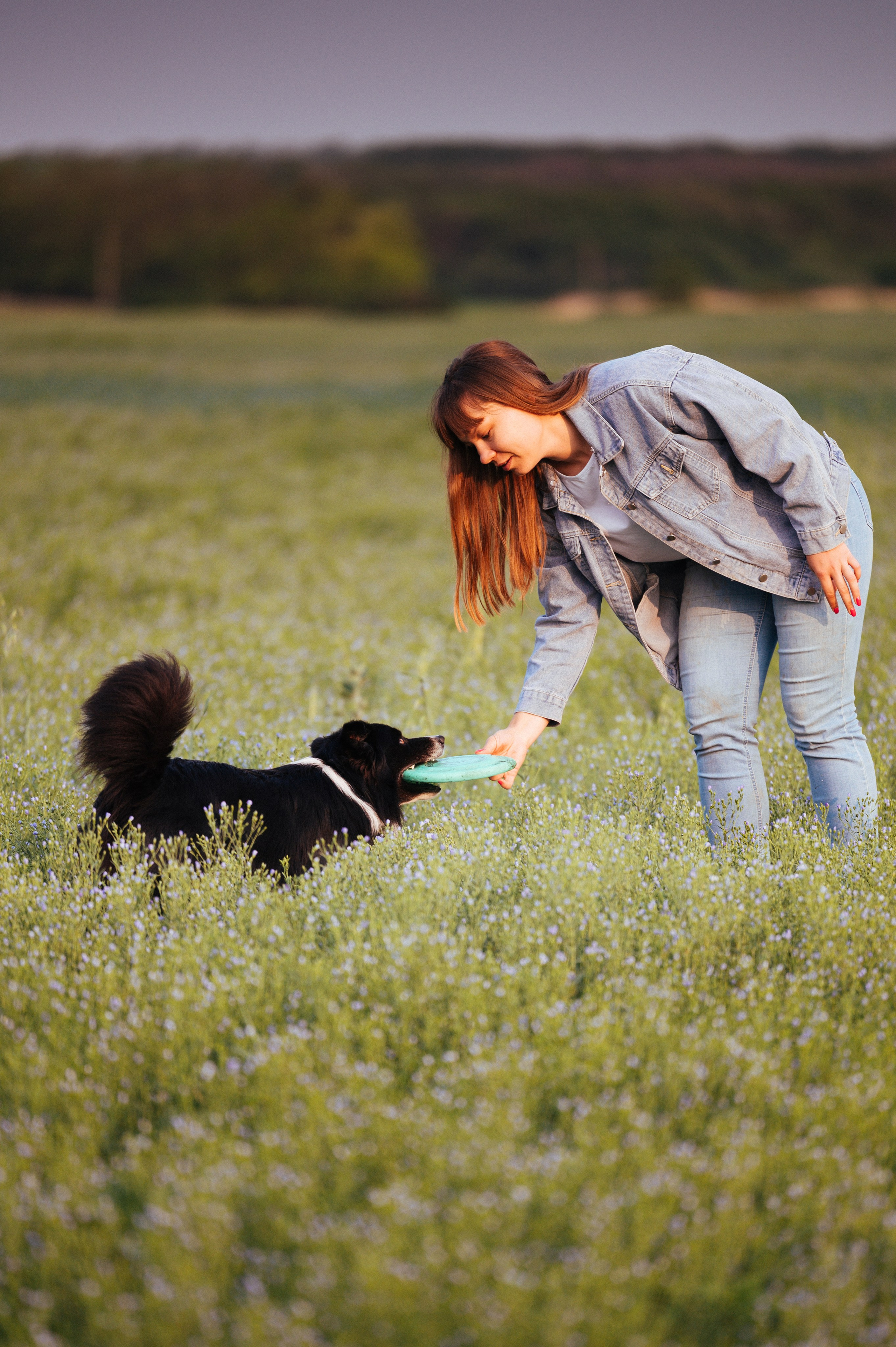 Прогулка на рассвете с бордер-колли. Фотограф в Ростове —на — Дону