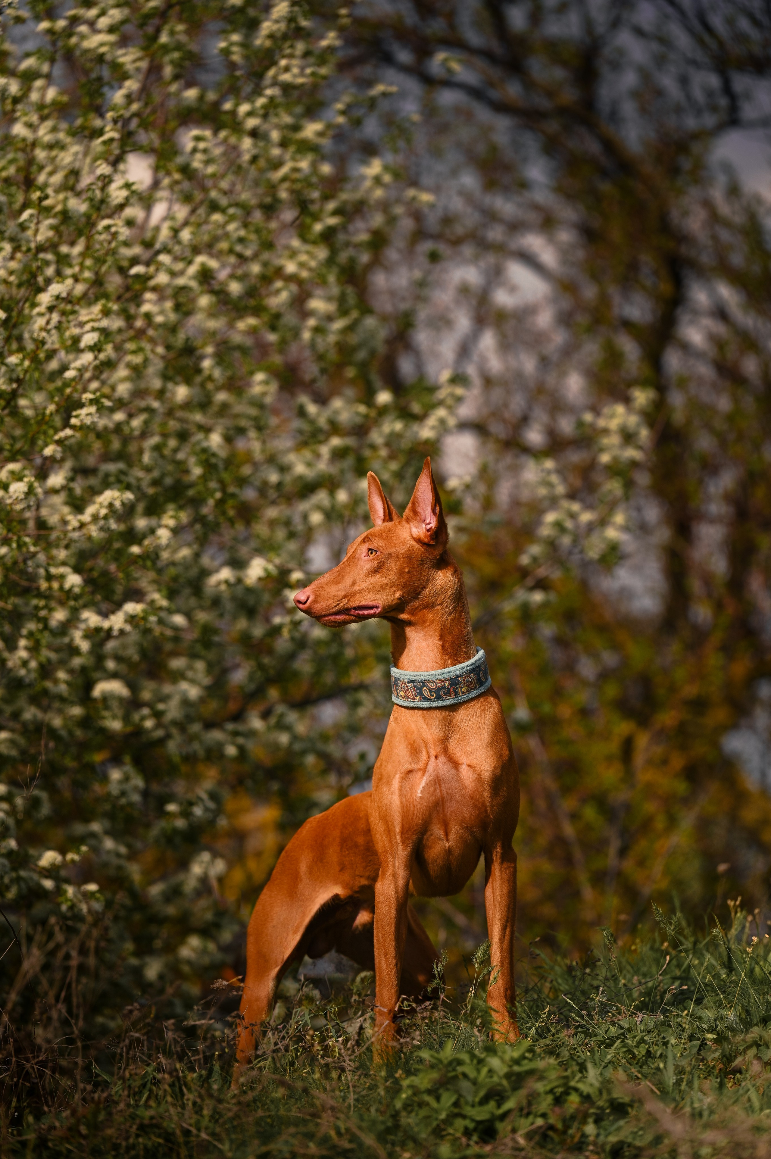 Фараонова собака Ромарио. Фотограф в Ростове —на — Дону