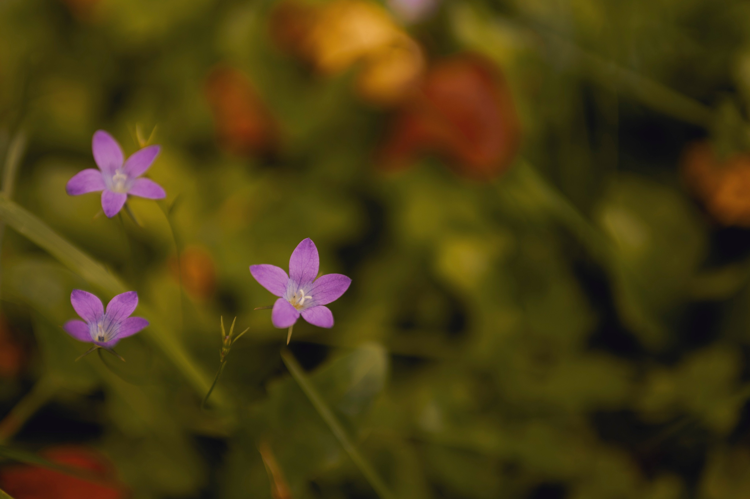 Осень во всей красе. Анна Боровикова, фотограф Пушкино