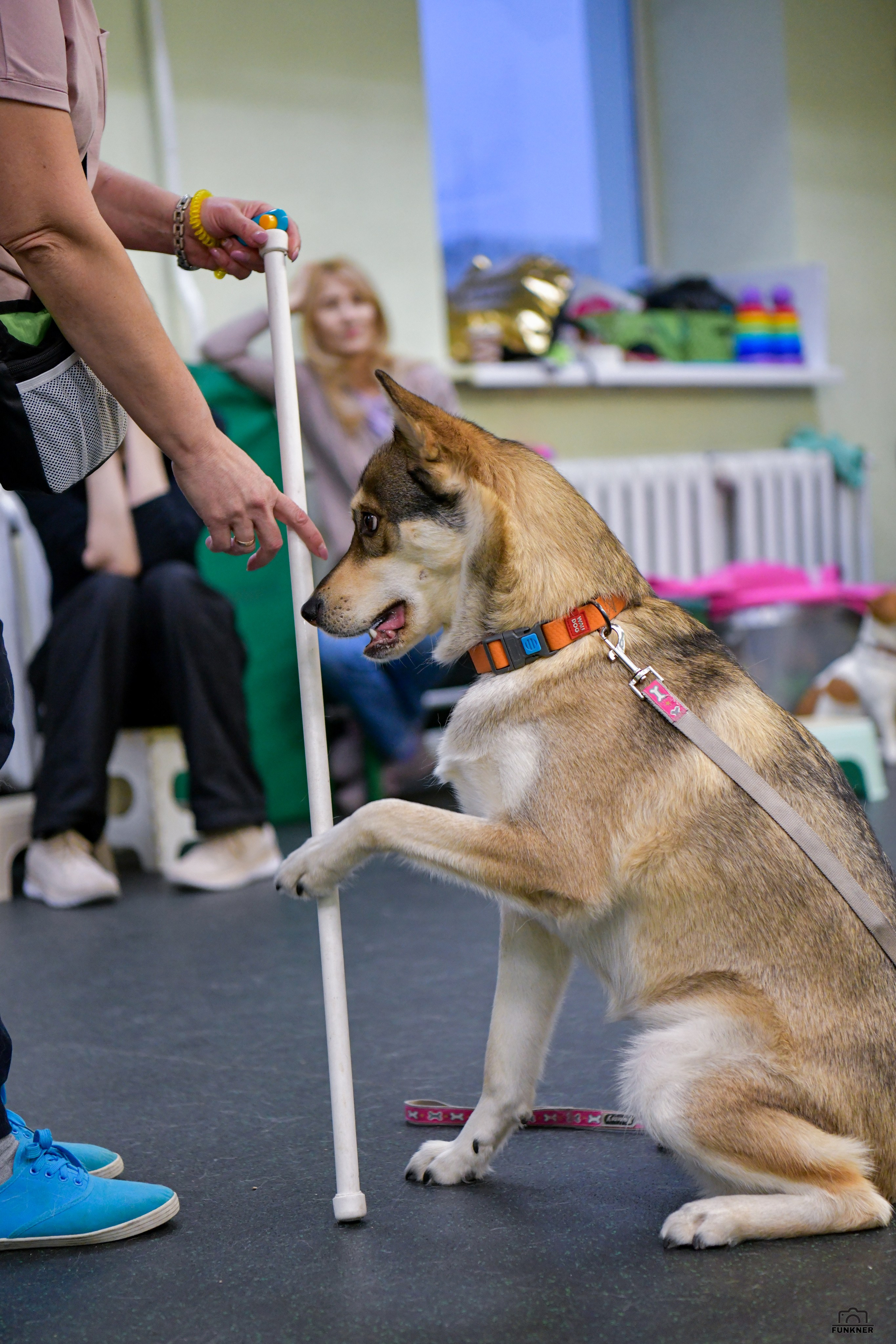 Кинологический клуб «Бодрый хвост». Свой взгляд через объектив