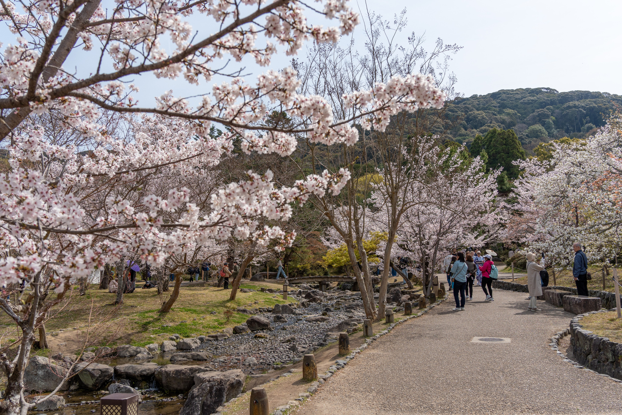 Япония, сакура. Творческие сьемки