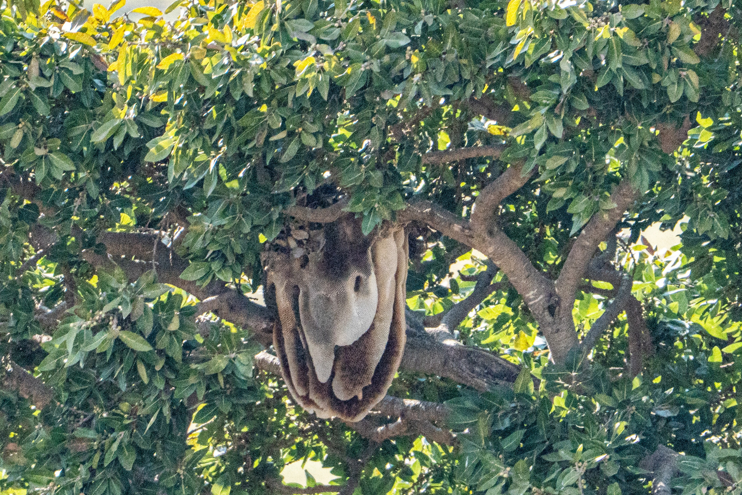 Танзания, сафари, 2025. Творческие сьемки