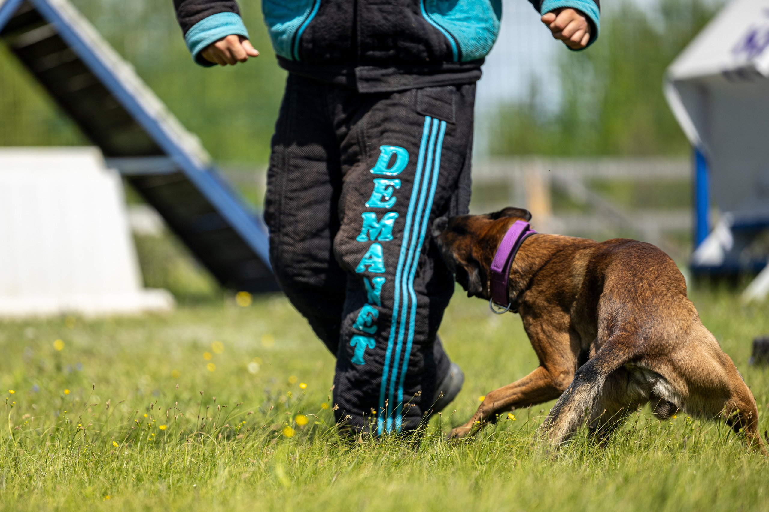 Испытания по мондьорингу в Нижнем Новгороде. Фотограф-анималист Анна Маринич