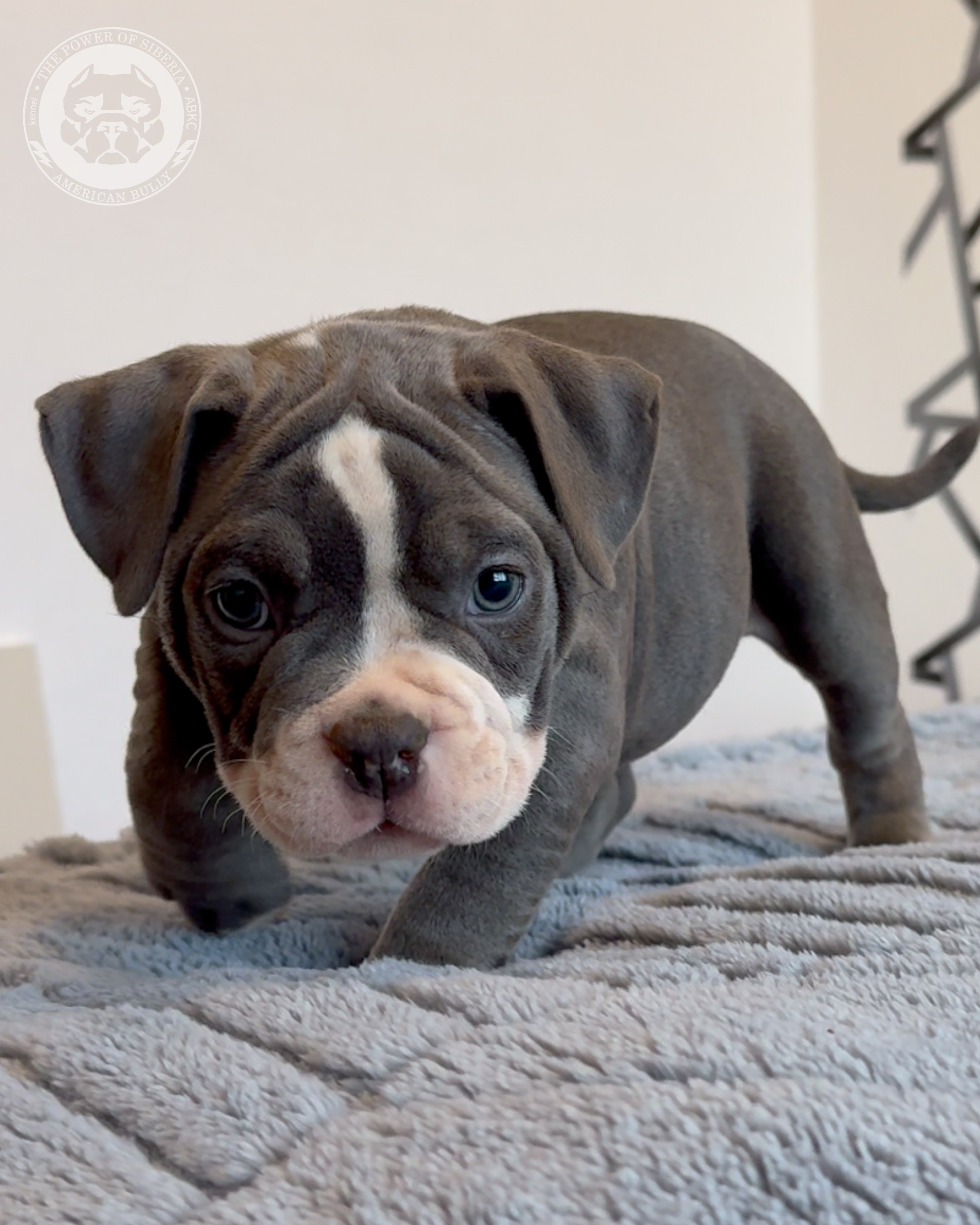 Свободные щенки Американский Булли, в типах покет, классик, стандарт. Американский Булли в г. Ростов-на-Дону. Питомник THE POWER OF SIBERIA