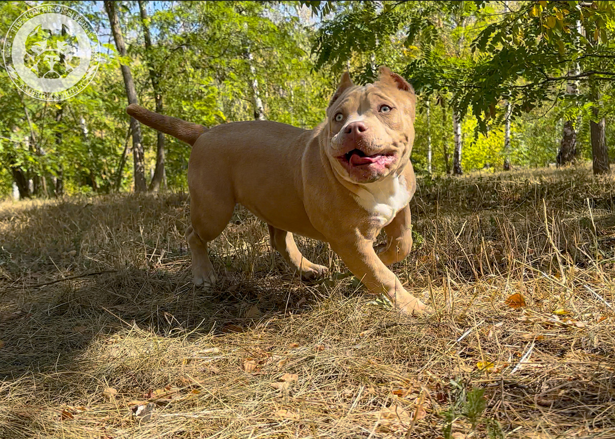 Помет Каспер и Тагира. 21.04.25. Американский Булли в г. Ростов-на-Дону. Питомник THE POWER OF SIBERIA