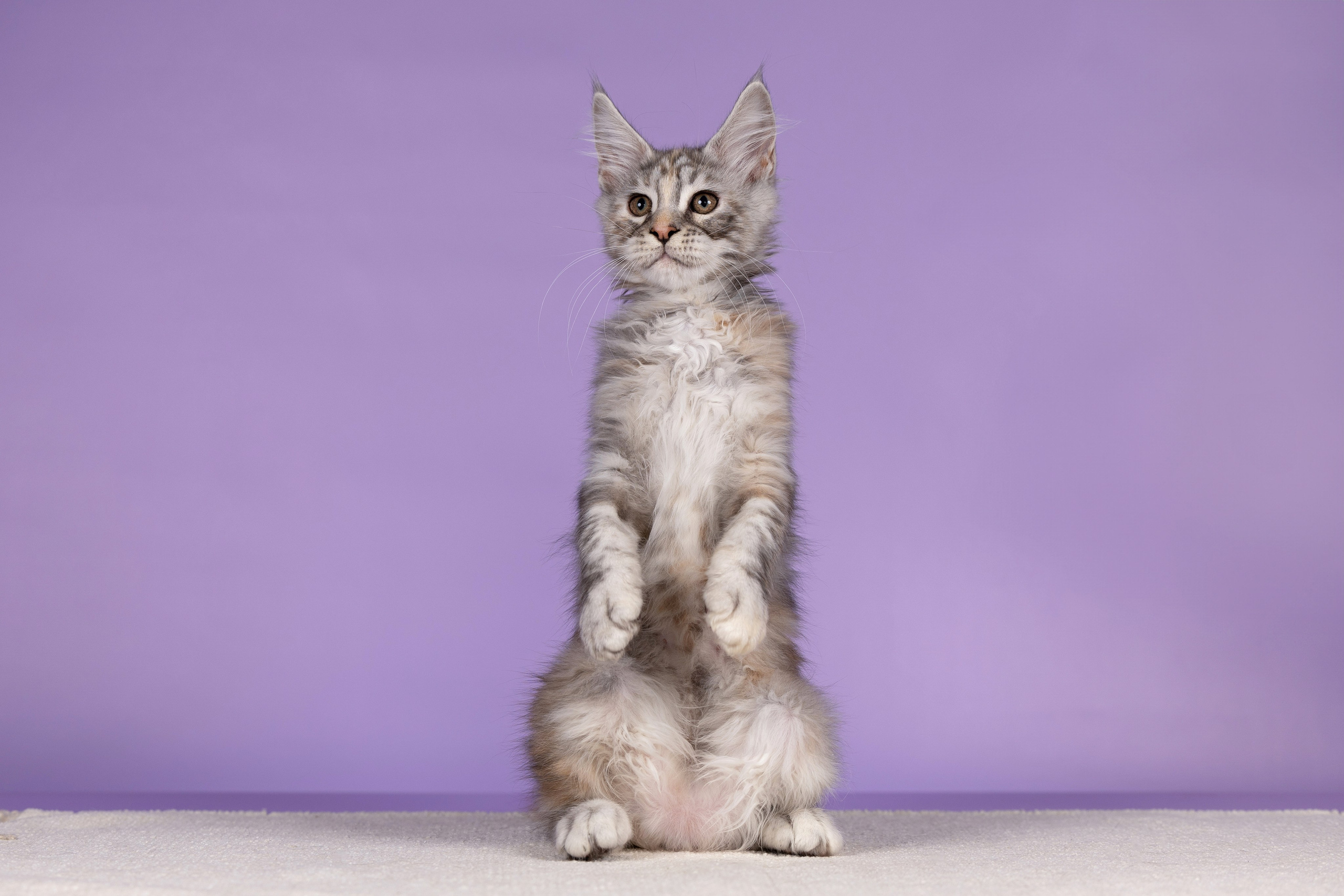 Котята в домашней студии. Фотограф анималист в Казани Алина Сулейманова. Фотограф животных