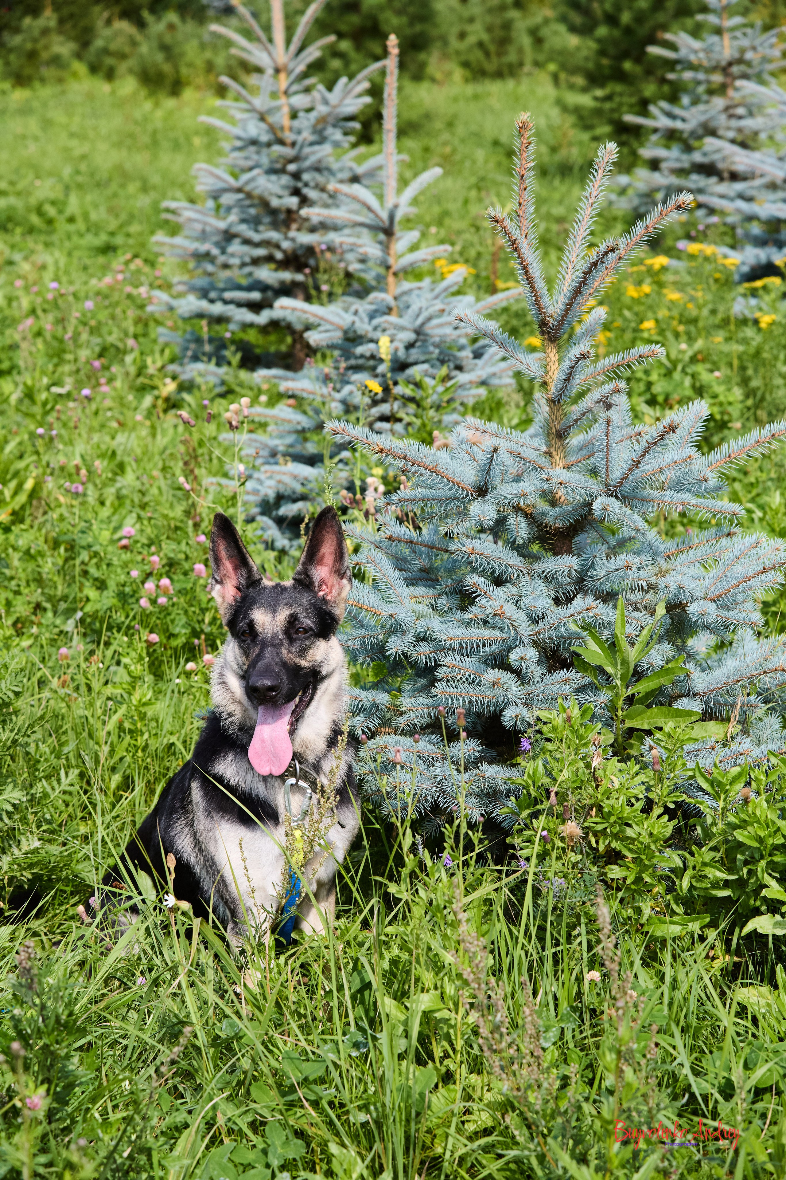 Проект фотопрогулка с хвостиком. Buyvolenko Andrey