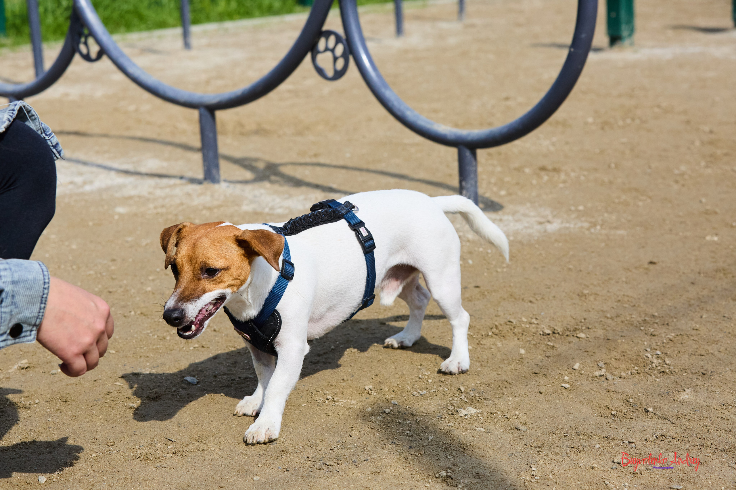 Проект фотопрогулка с хвостиком. Buyvolenko Andrey