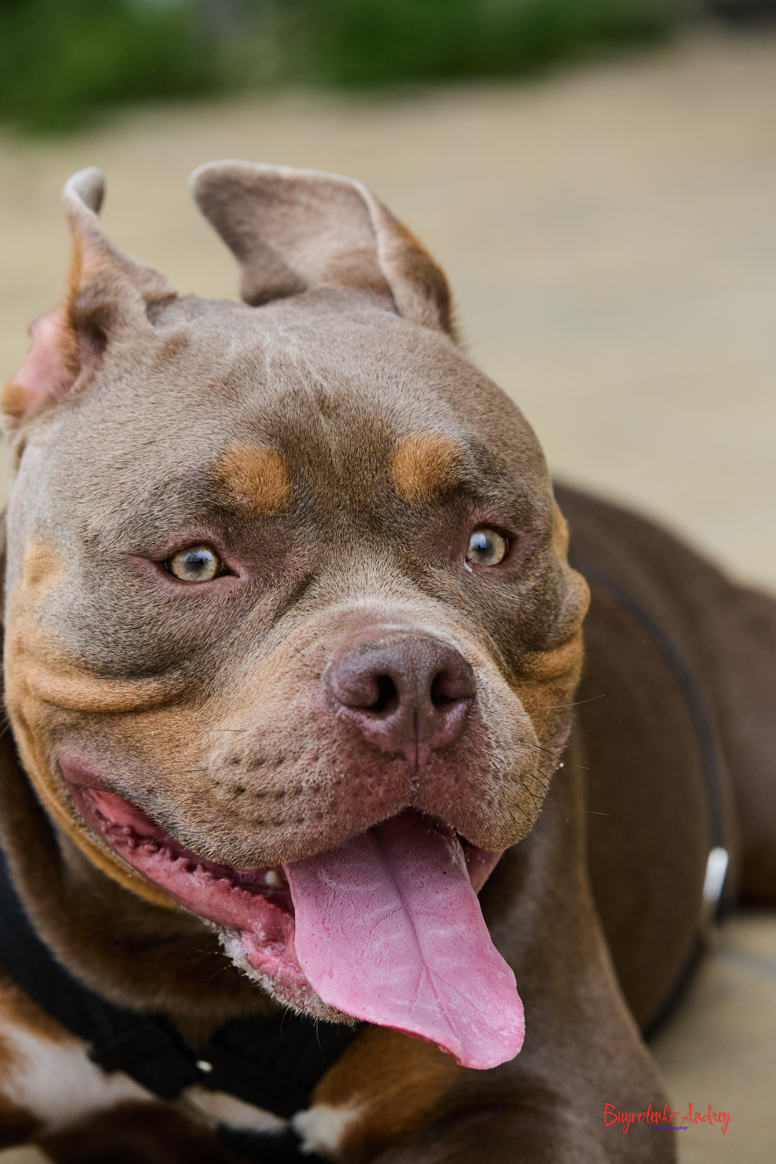 Проект фотопрогулка с хвостиком. Buyvolenko Andrey