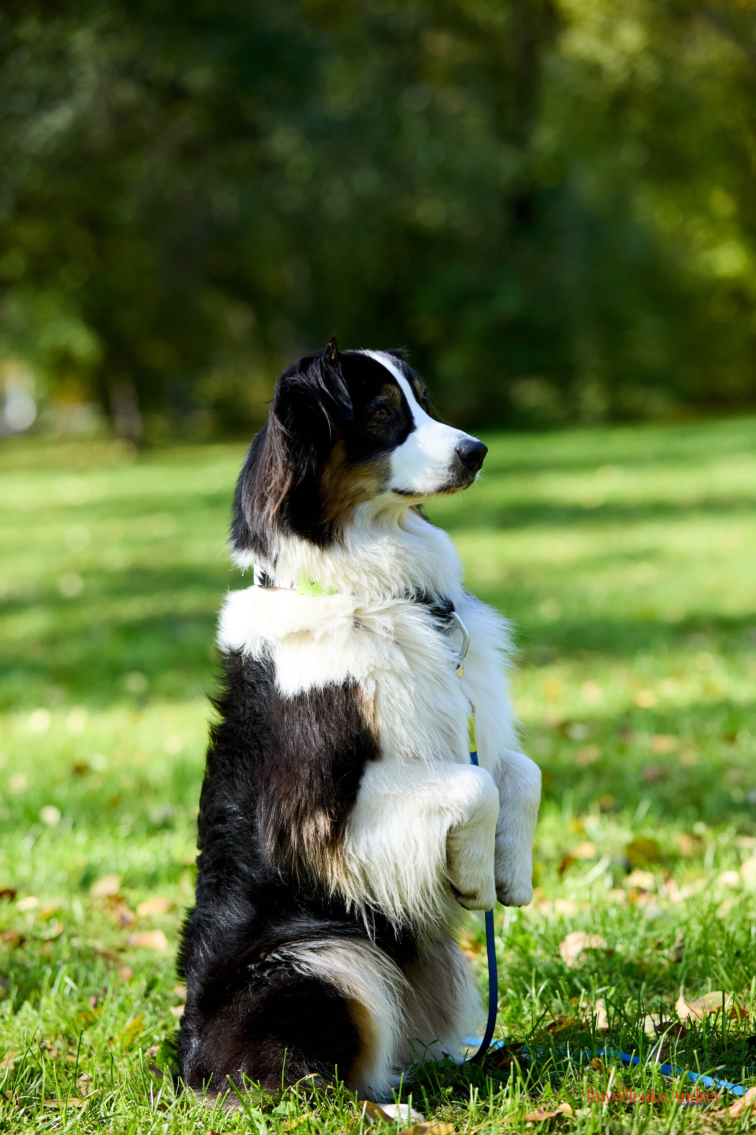 Басенджи и Аусси 21.09.2025. Buyvolenko Andrey