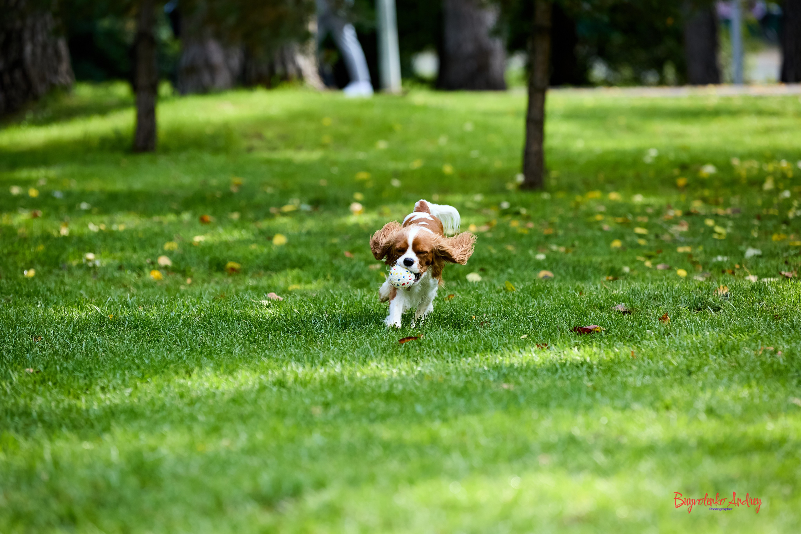 Фотопрогулка с кавалерами. Buyvolenko Andrey